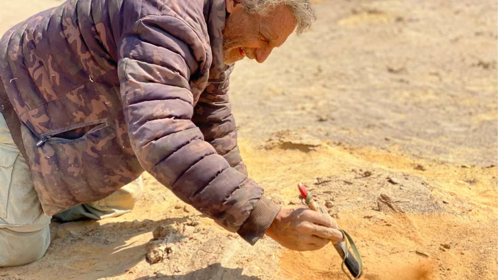 Investigadores identificaron una nueva especie de escarabajo araña con surcos marcados y patrones únicos en lomas costeras de Ica. (UNMSM)