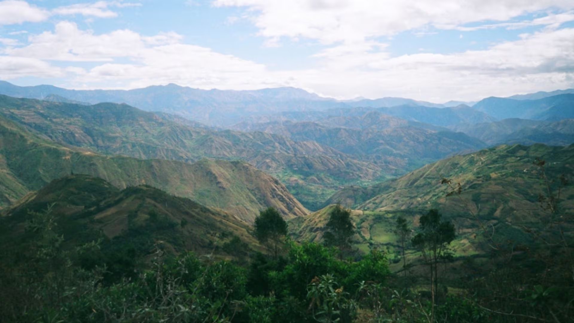 Las nuevas especies fueron descubiertas en los bosques del norte del Perú, un entorno de alta biodiversidad y singularidad en los Andes orientales. (PUCP)