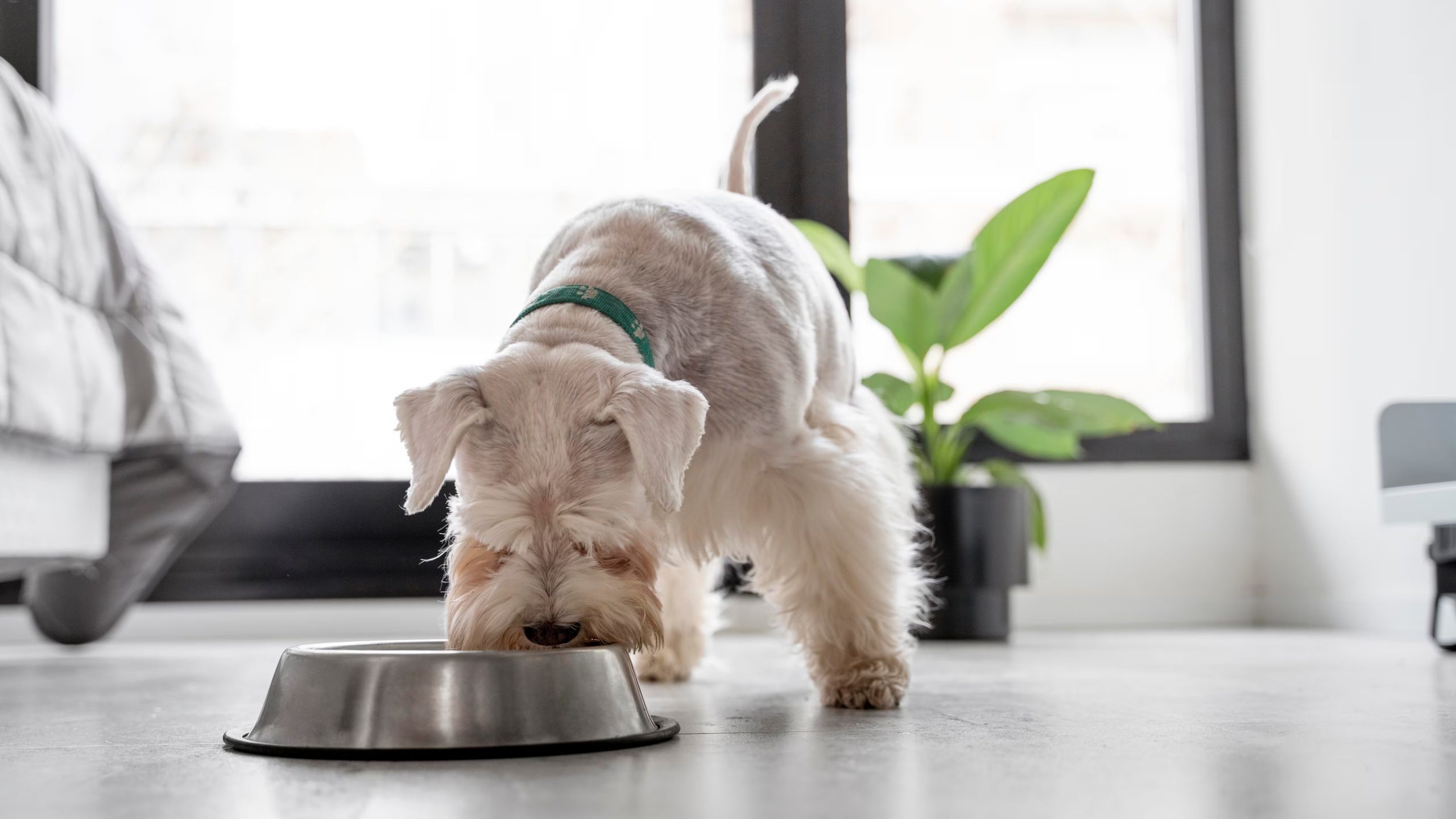 Las cáscaras de huevo como aporte de calcio en la alimentación de los perros. (Freepik)