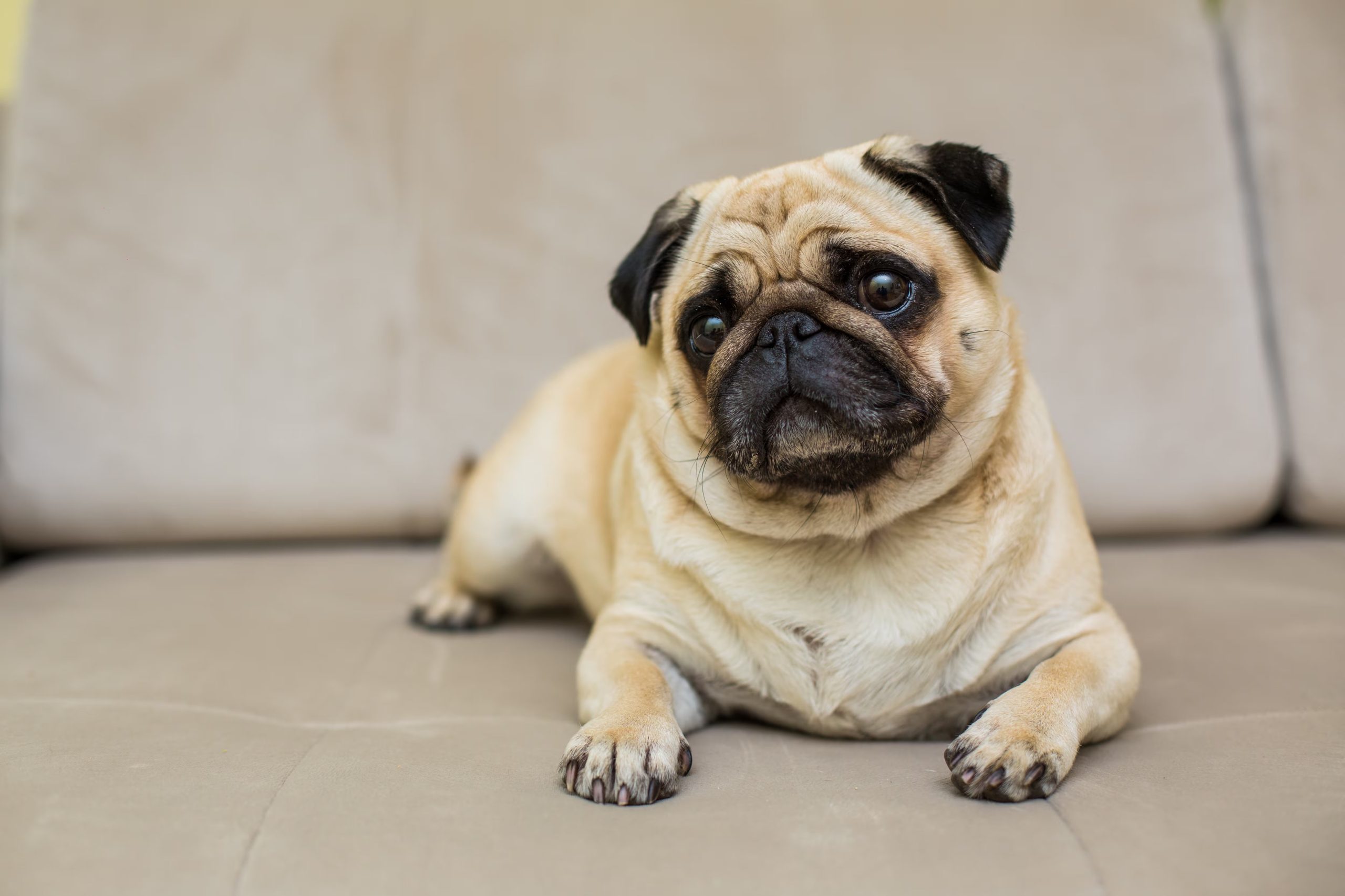 Bulldog, pug y otras razas braquicéfalas, así como mascotas con obesidad, problemas cardíacos o en etapas de cachorro y vejez, enfrentan mayor riesgo de golpe de calor. (Freepik)