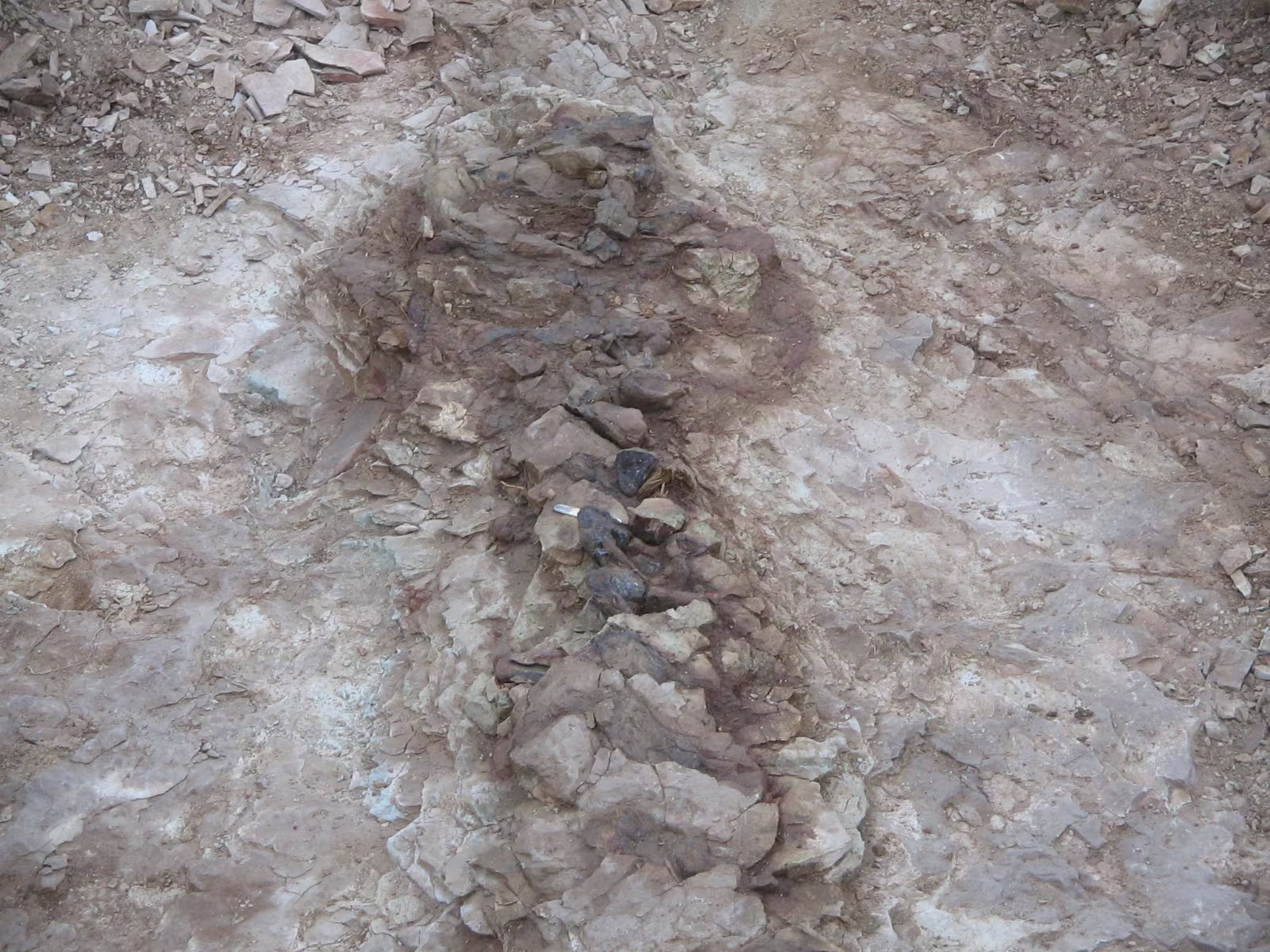 Los restos fueron hallados en la Formación Cañadón Calcáreo, reconocida por su riqueza fósil jurásica (MEF Chubut)