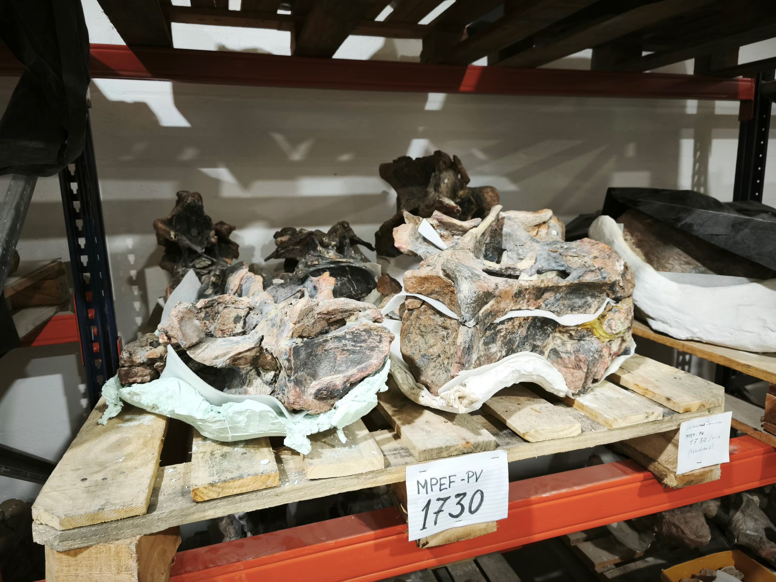 El esqueleto combina características de braquiosáuridos africanos y diplodócidos norteamericanos (MEF Chubut)