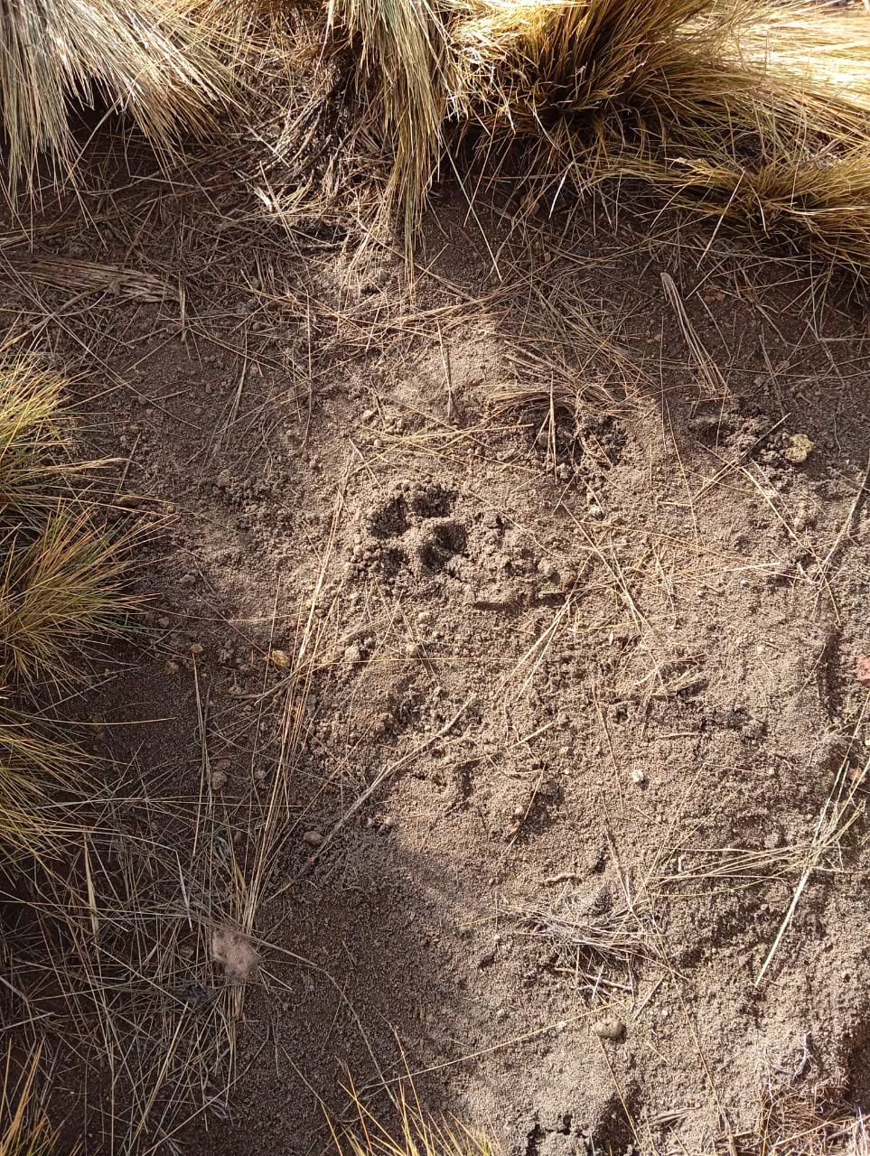 La huella de puma que encontramos al inicio del búsqueda