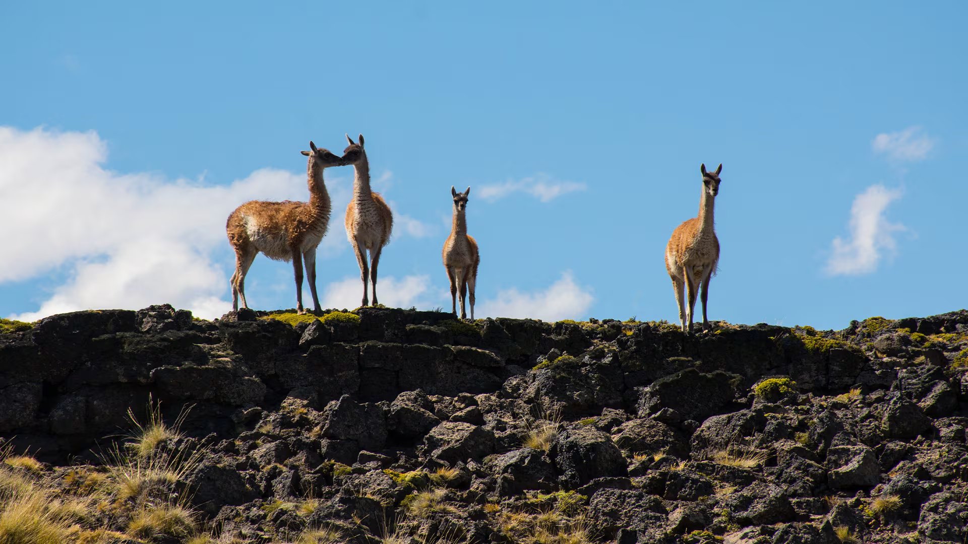 Los guanacos, principal presa del puma, se mueven en grupo bajo la vigilancia de sus centinelas. El felino, en cambio, apuesta a la paciencia y al camuflaje para acercarse sin ser visto (Foto/Archivo)