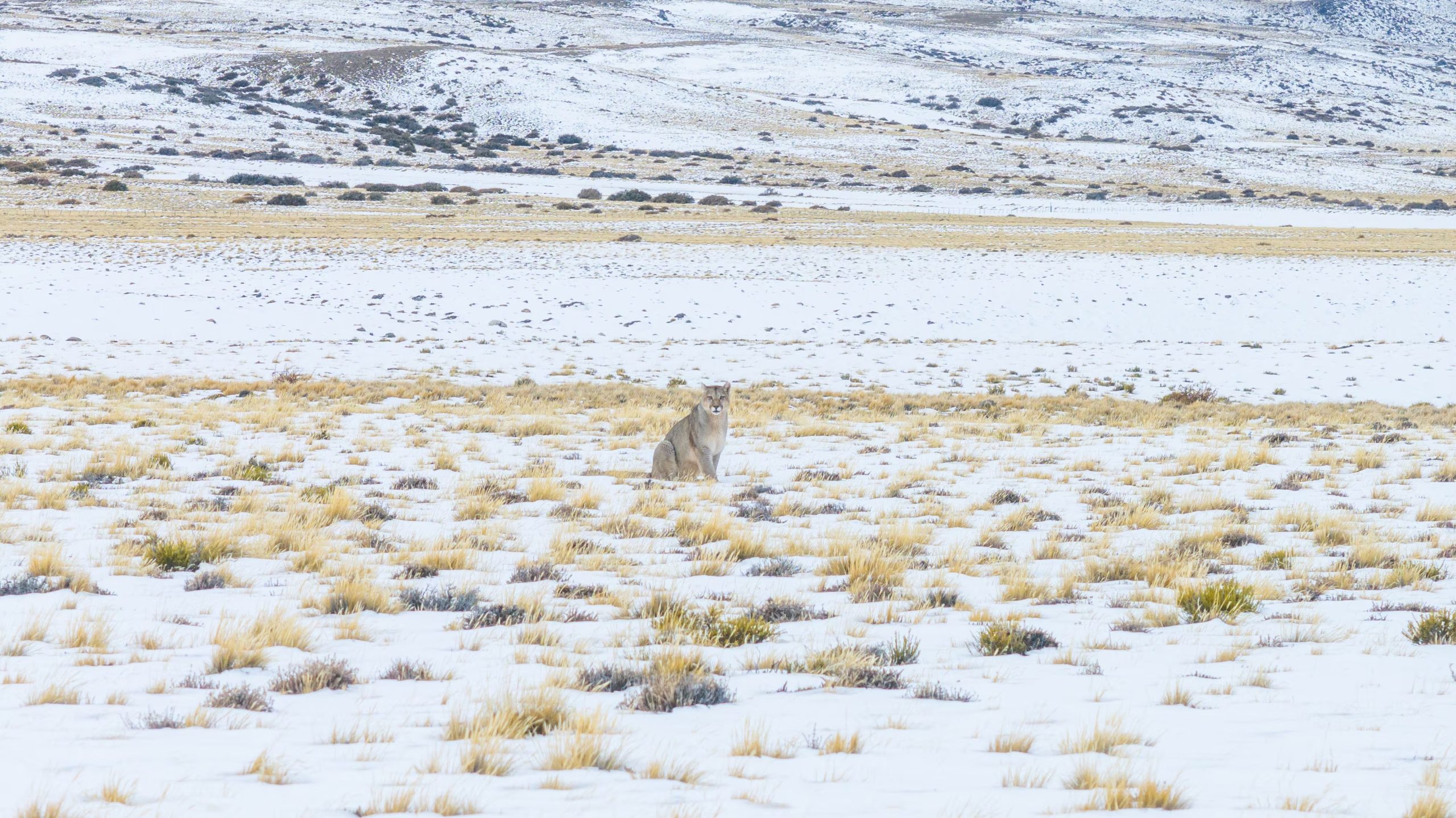 En la provincia de Santa Cruz, desde 2018, un equipo de Rewilding Argentina trabaja en la Estación Biológica “El Unco”, donde estudia y monitorea diferentes especies, entre ellas, el puma (Foto/Horacio Barbieri. Rewilding Argentina)