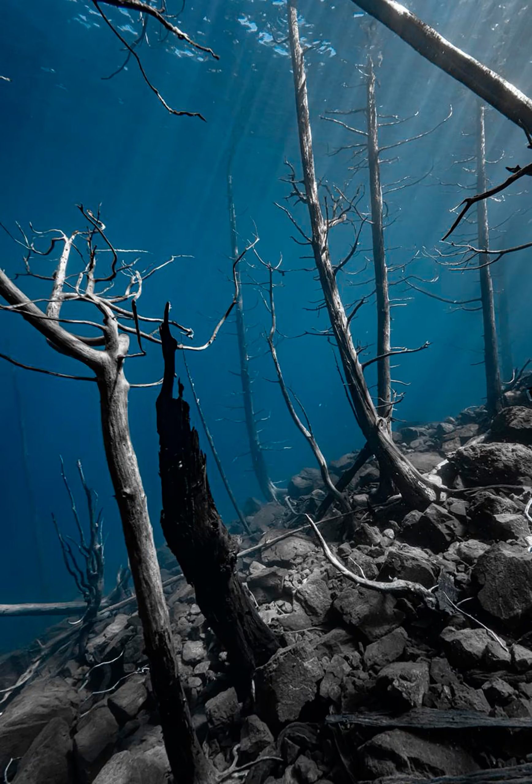 EL bosque sumergido se formó en 1960 con el desprendimiento ocurrido en una ladera del cerro Bayo (@romigiorno)