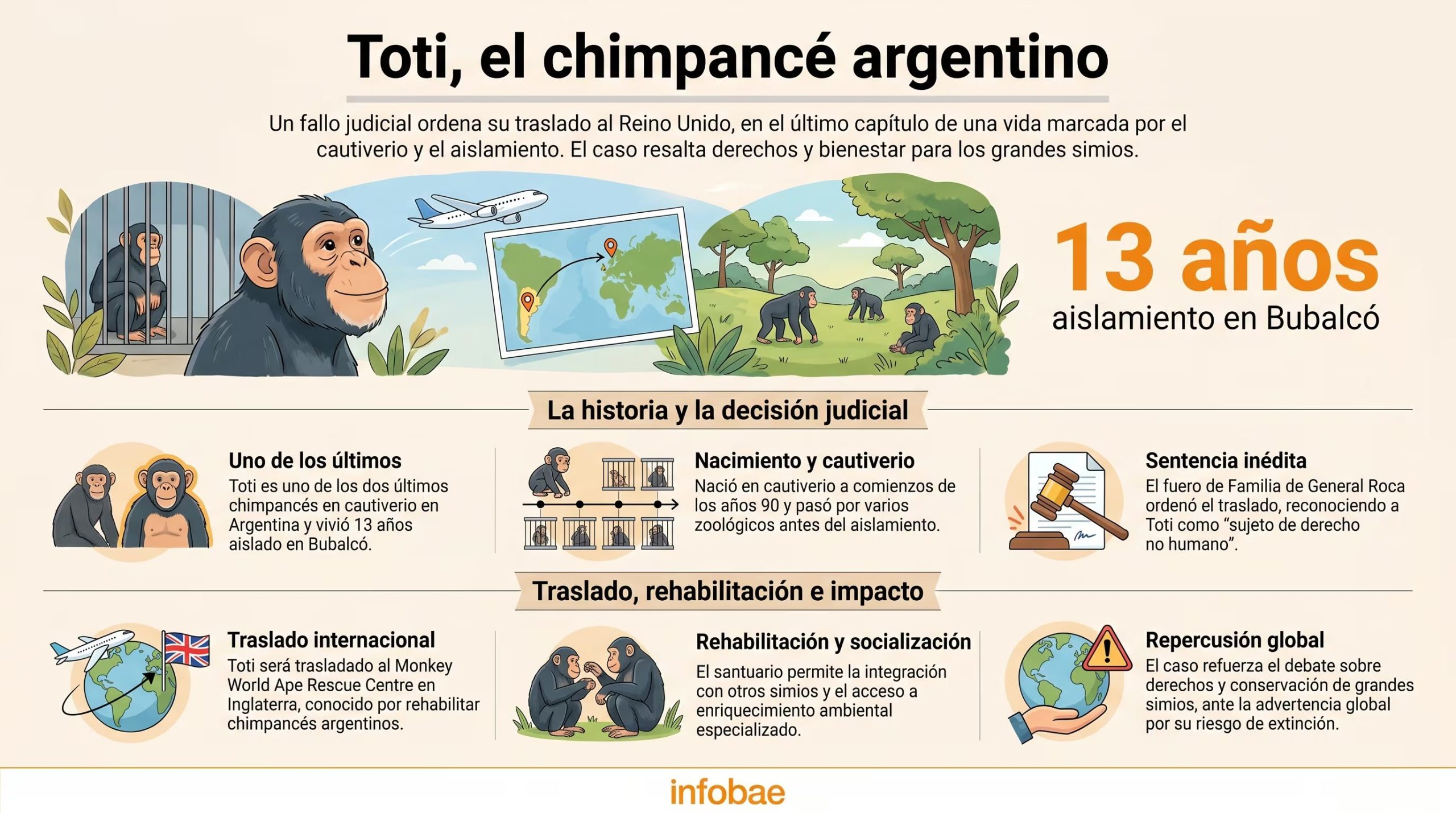 La infografía detalla la historia y el proceso judicial del chimpancé Toti, quien será trasladado de Argentina a un santuario en Reino Unido tras vivir 13 años en aislamiento en Bubalcó. (Imagen Ilustrativa Infobae)