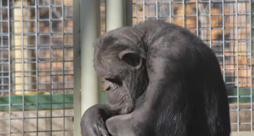 Toti es uno de los últimos chimpancés en cautiverio en Argentina y será trasladado a un santuario especializado en Inglaterra tras una sentencia judicial
 (Fundacion Franz Weber)
