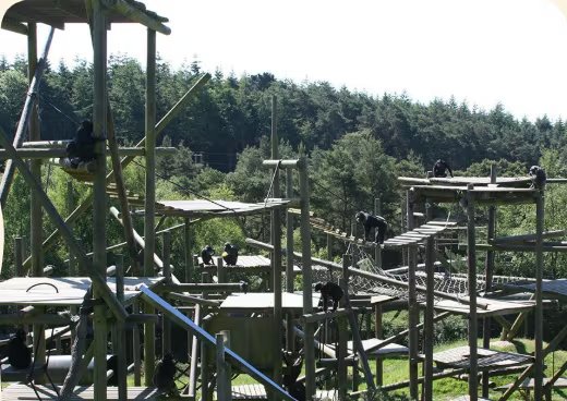 El destino de Toti será Monkey World Ape Rescue Centre donde podrá integrarse a un grupo y acceder a rehabilitación y enriquecimiento ambiental
