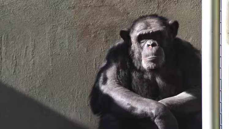 Los grandes simios están en riesgo de extinción por la deforestación y el tráfico ilegal según advierten los expertos en conservación animal
 (Fundacion Franz Weber)