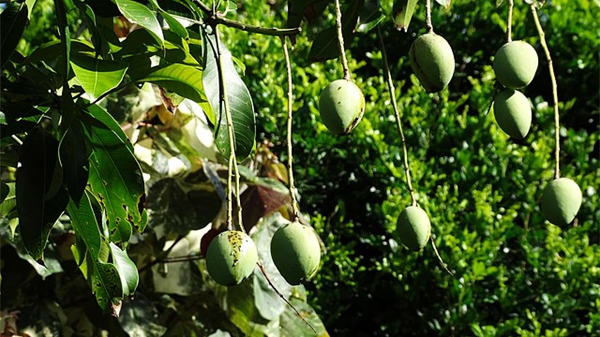 El Jardín Botánico destaca los usos ancestrales y científicos de las hojas de mango - crédito crédito: Wikimedia Commons