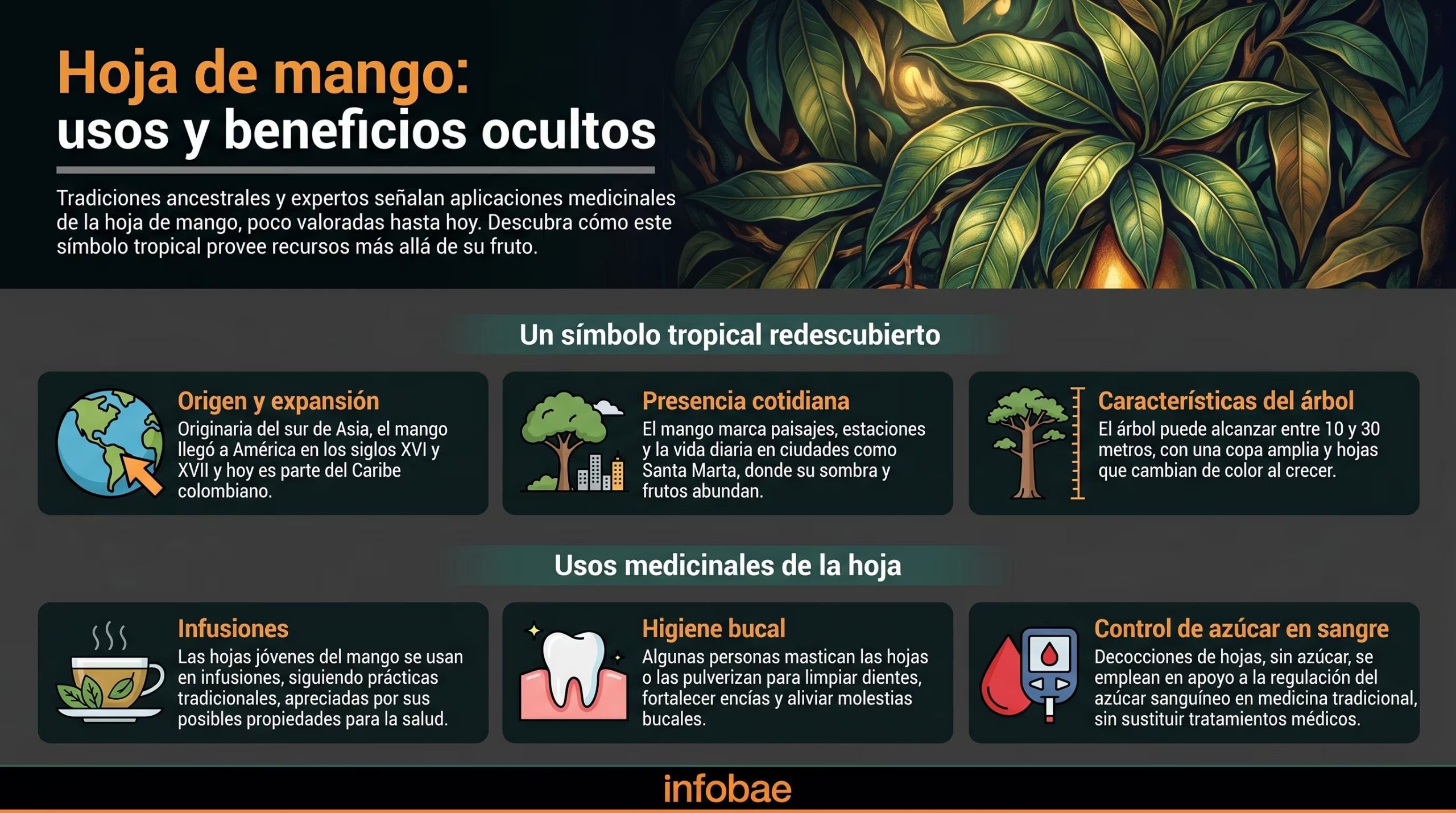 Los diversos usos y beneficios medicinales de la hoja de mango, desde su origen asiático hasta aplicaciones tradicionales en infusiones, higiene bucal y control de azúcar en sangre - crédito Imagen Ilustrativa Infobae/VisualesIA