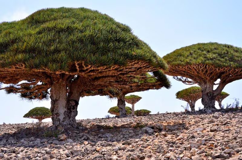 Socotra, una isla del océano Índico (FUNCI).
