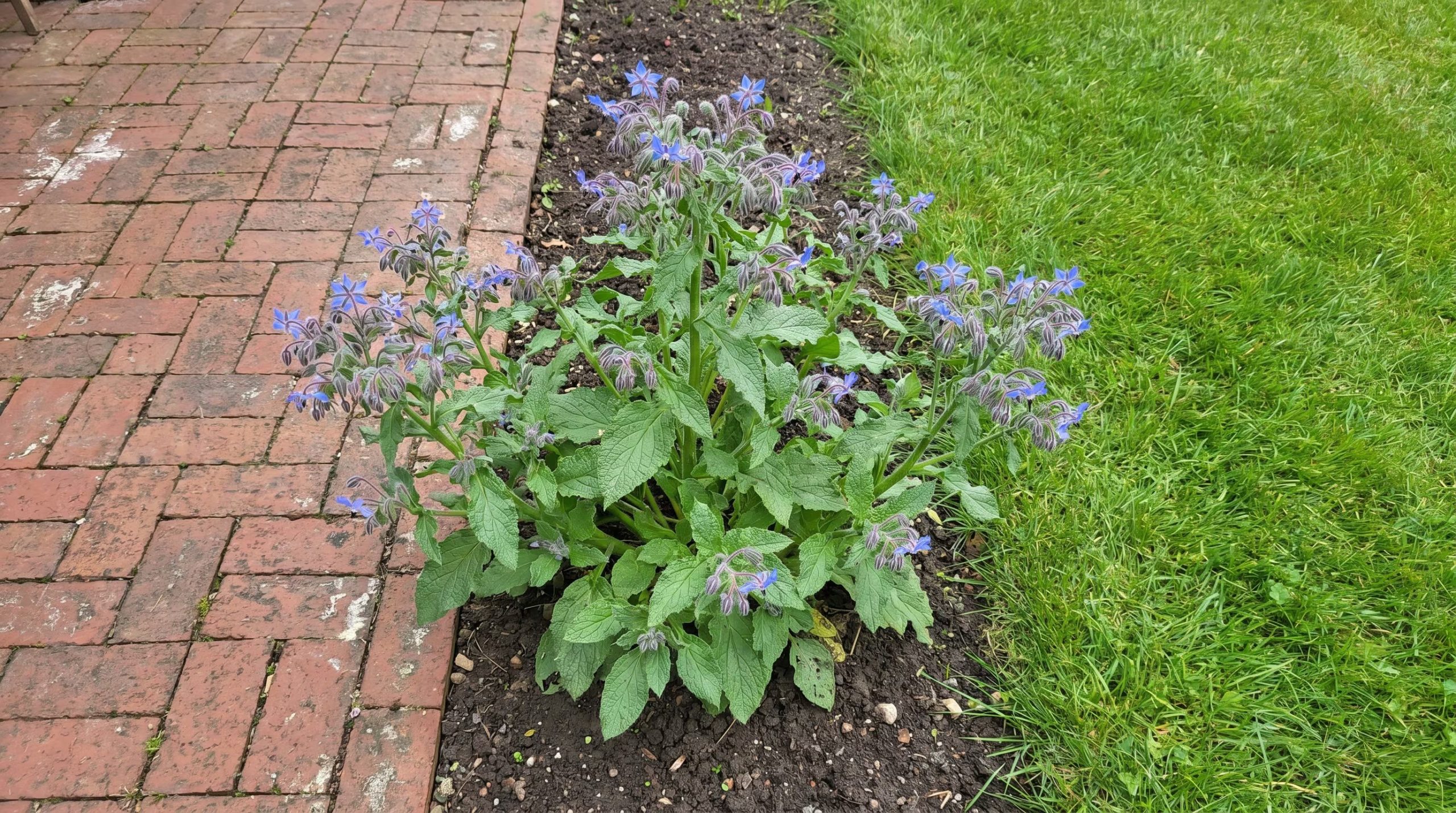 La borraja se auto-siembra en suelos pobres, brindando flores azules y atrayendo insectos benéficos al jardín (Imagen Ilustrativa Infobae)