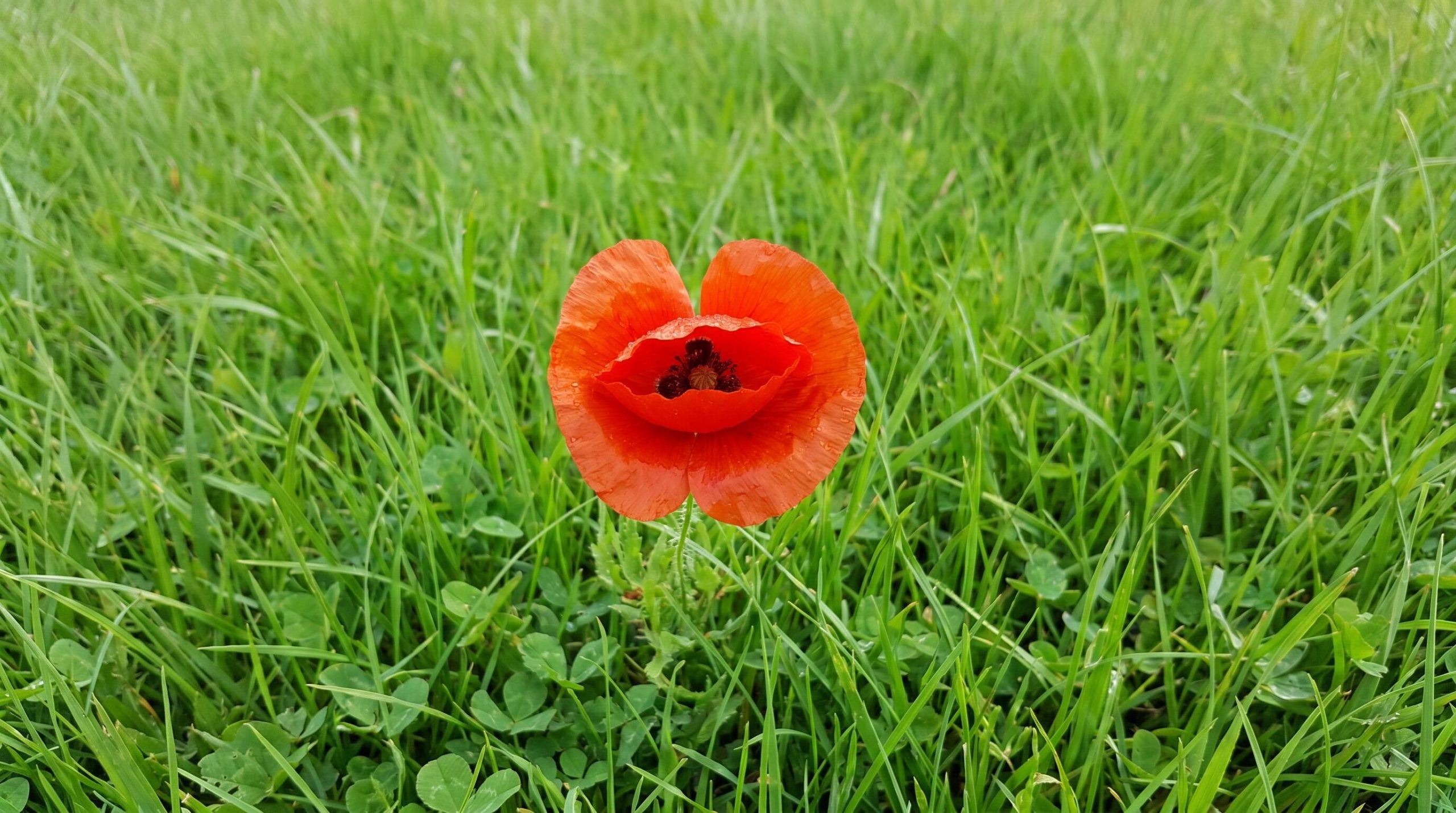 La amapola dispersa sus semillas por el viento, reapareciendo cada año y aportando un aire silvestre con sus flores vivas (Imagen Ilustrativa Infobae)