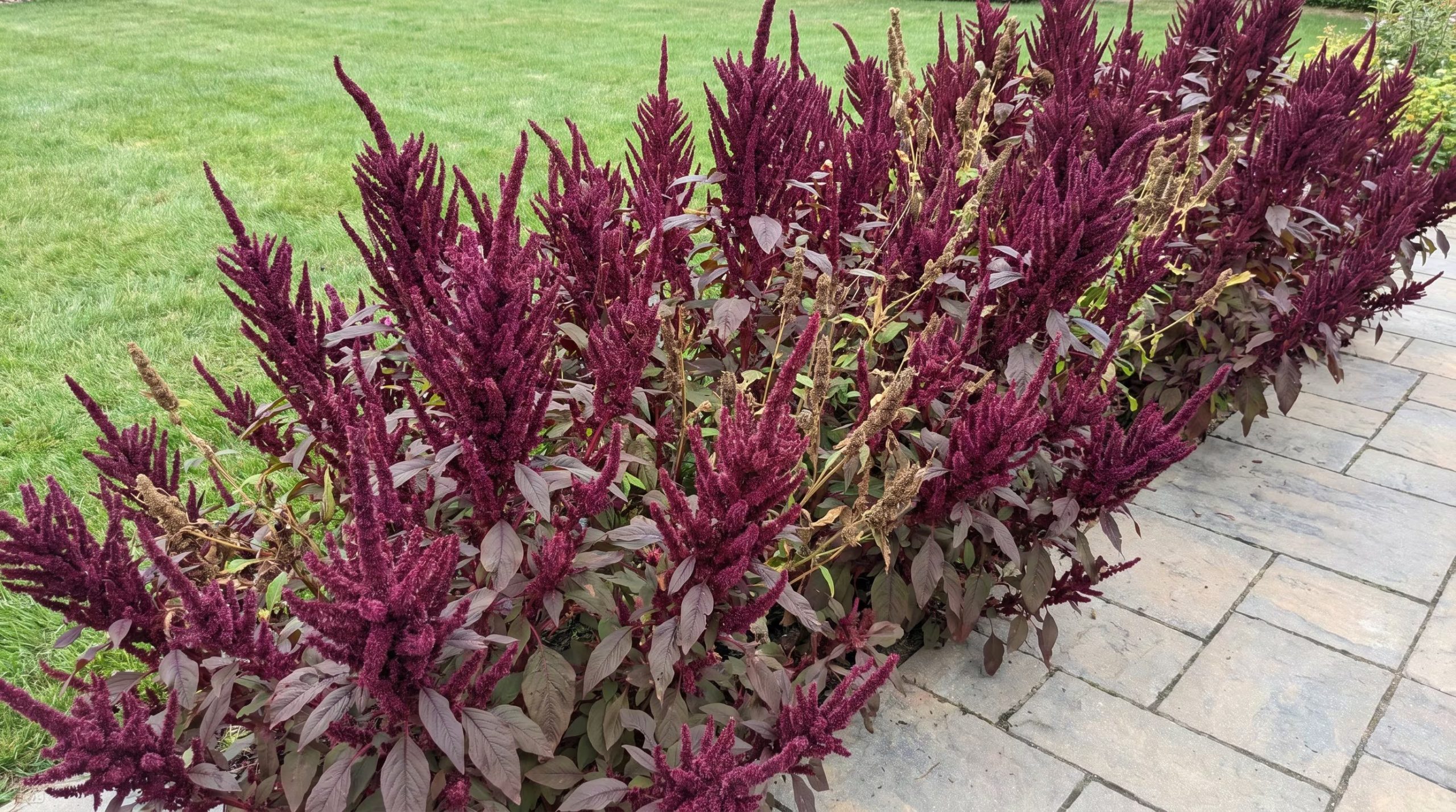 El amaranto se reproduce por sí solo, cubriendo amplias zonas con inflorescencias burdeos y siendo apto para suelo diverso (Imagen Ilustrativa Infobae)