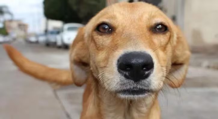 Estos beneficios no solo mejoran la calidad de vida del perro adoptado, sino que también contribuyen a una sociedad más consciente y solidaria respecto al bienestar animal. (Redes sociales)