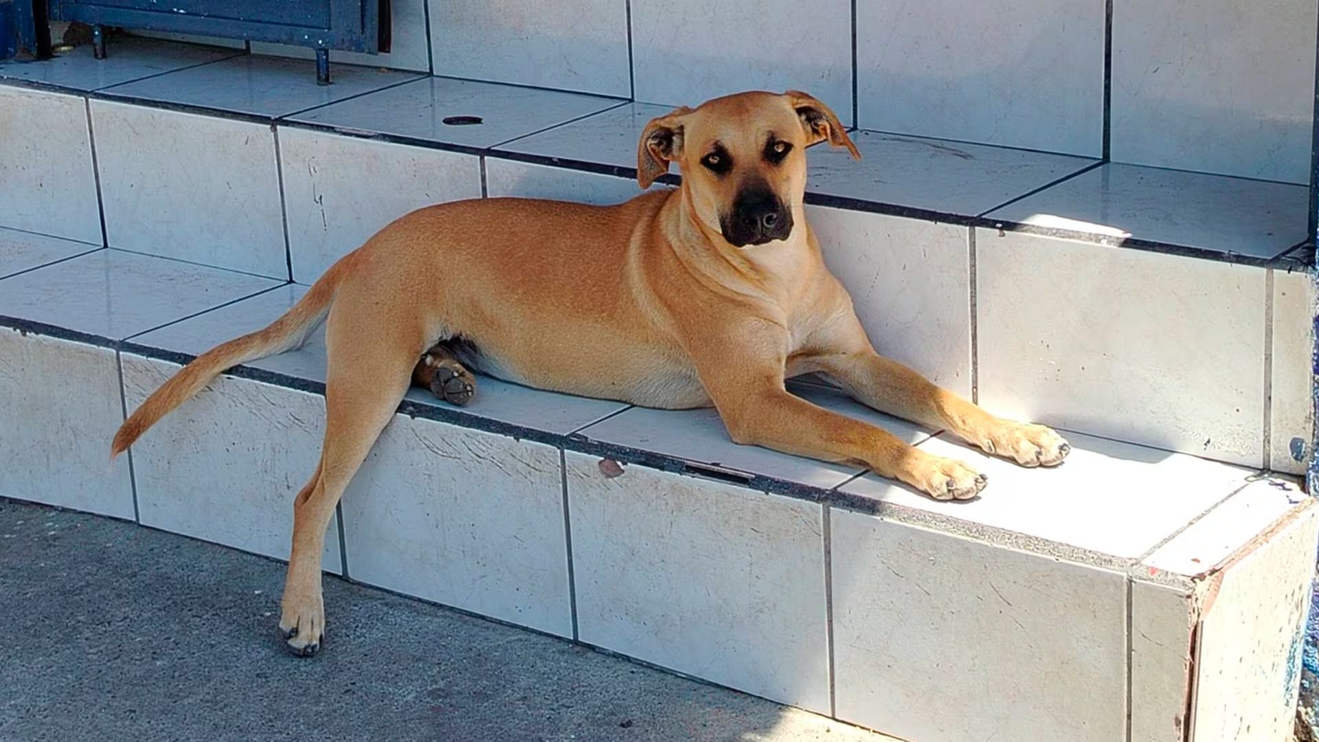 La adaptación y el temperamento equilibrado de estos perros aportan bienestar a quienes apuestan por adoptar, además de fortalecer vínculos familiares.