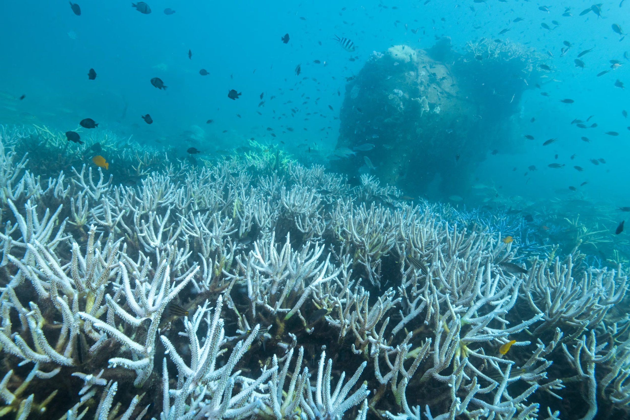 Expertos de la Universidad de Newcastle subrayan la urgencia de acelerar los estudios científicos para salvar los arrecifes de coral (REUTERS/Napat Wesshasartar)
