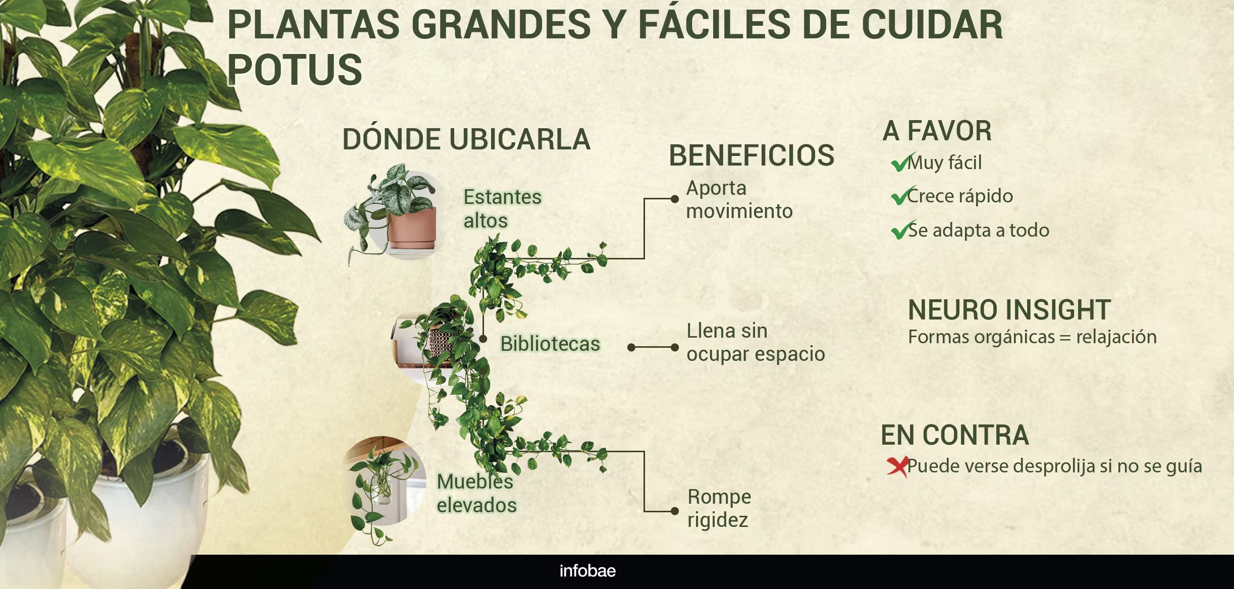 Incorporar una planta de gran porte en espacios interiores transforma la percepción de amplitud y seguridad sensorial según la neurociencia