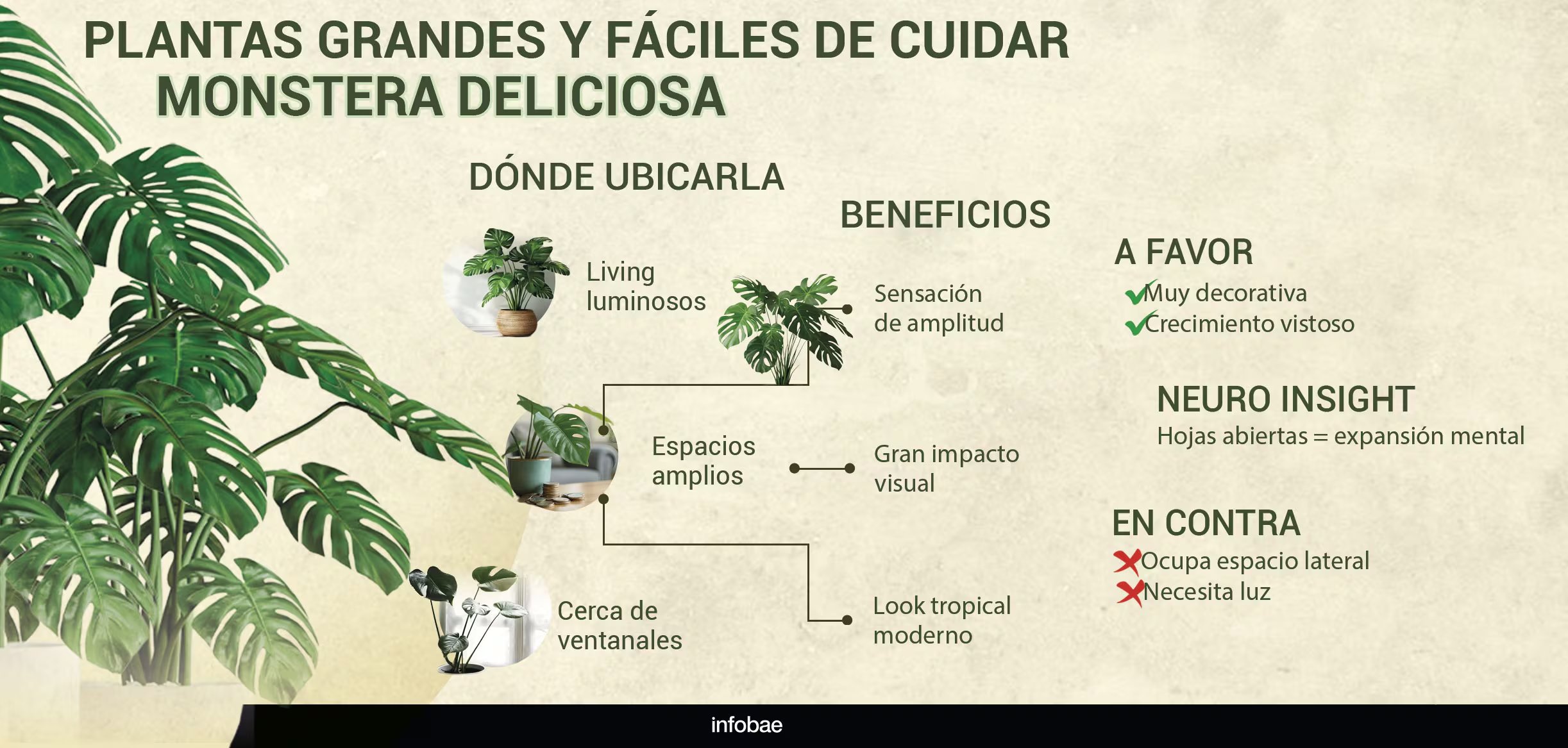 La monstera deliciosa es expresiva por excelencia