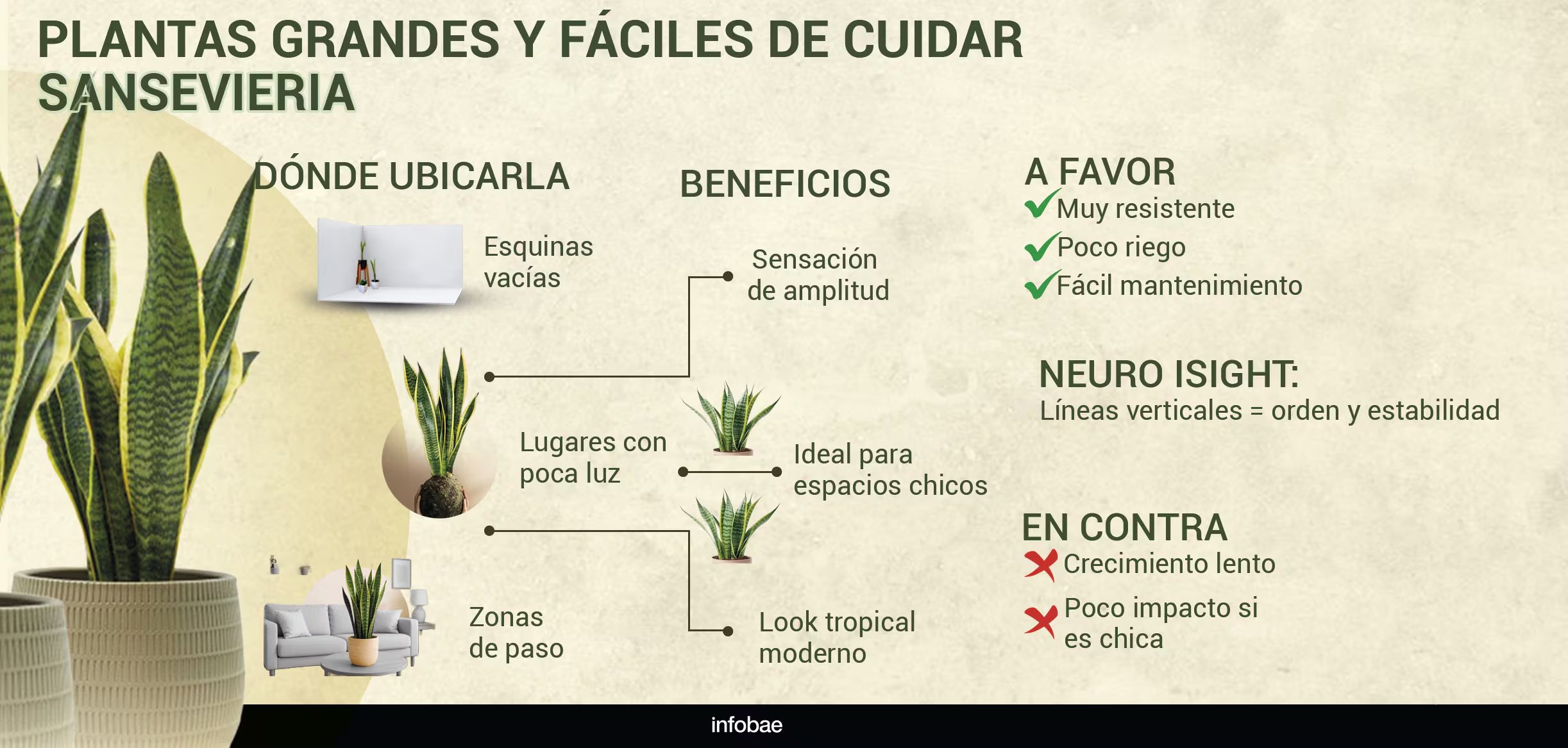 La sansevieria es la planta ideal para principiantes, gracias a su resistencia a la falta de luz y bajo mantenimiento en interiores