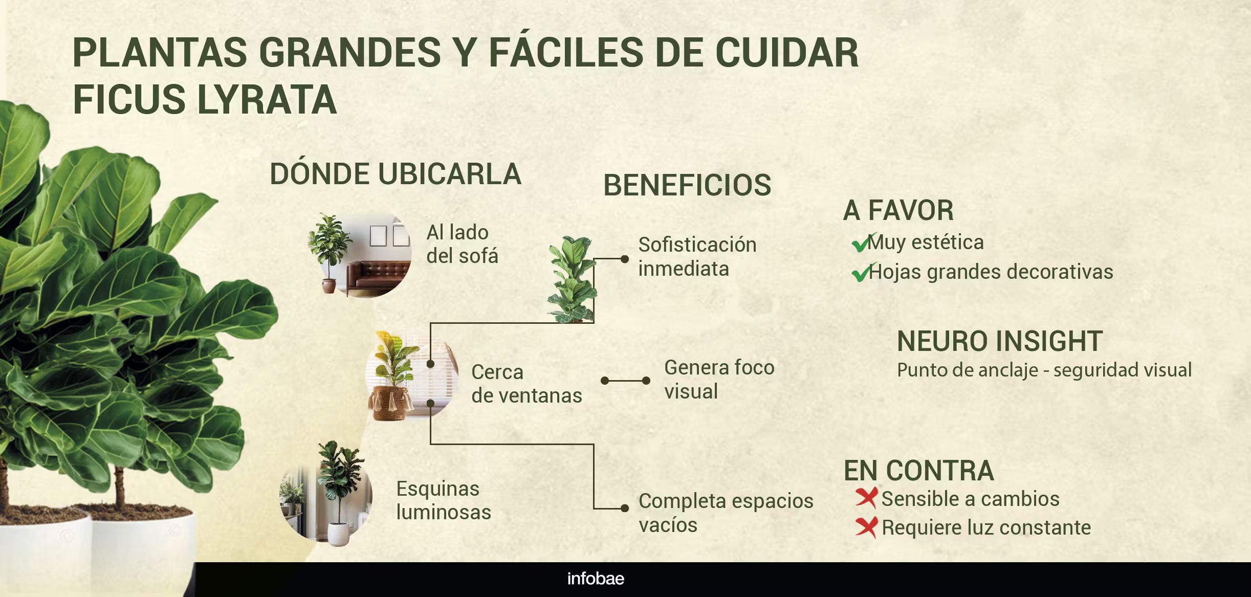 Por su estructura y el tamaño de sus hojas, aporta orden, jerarquía y foco visual