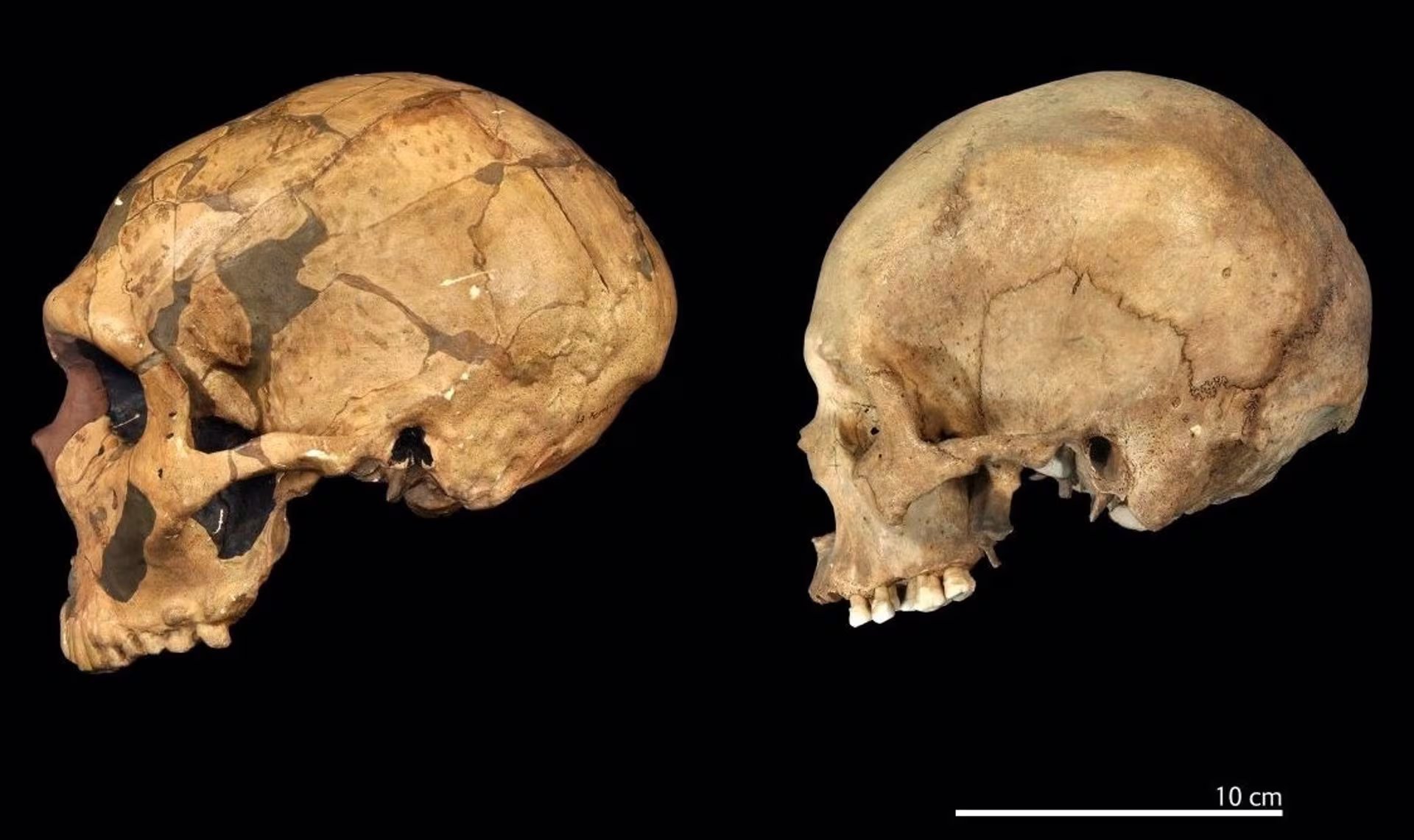 Investigadores de Estados Unidos y China descartan una desventaja cognitiva relevante en los Neandertales frente a los humanos modernos/Archivo 
TRUSTEES OF THE NATURAL HISTORY MUSEUM
