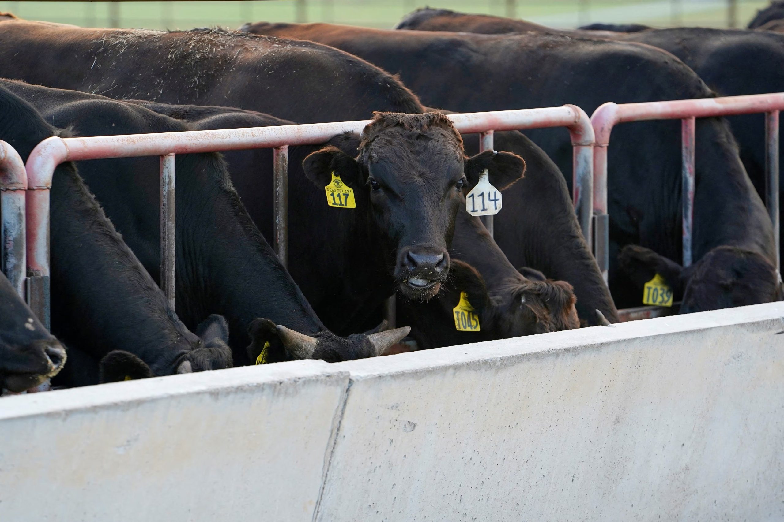 Ejemplares Wagyu en el rancho Grasslands Wagyu, cerca de Blanchard, Oklahoma. / Reuters - Nick Oxford