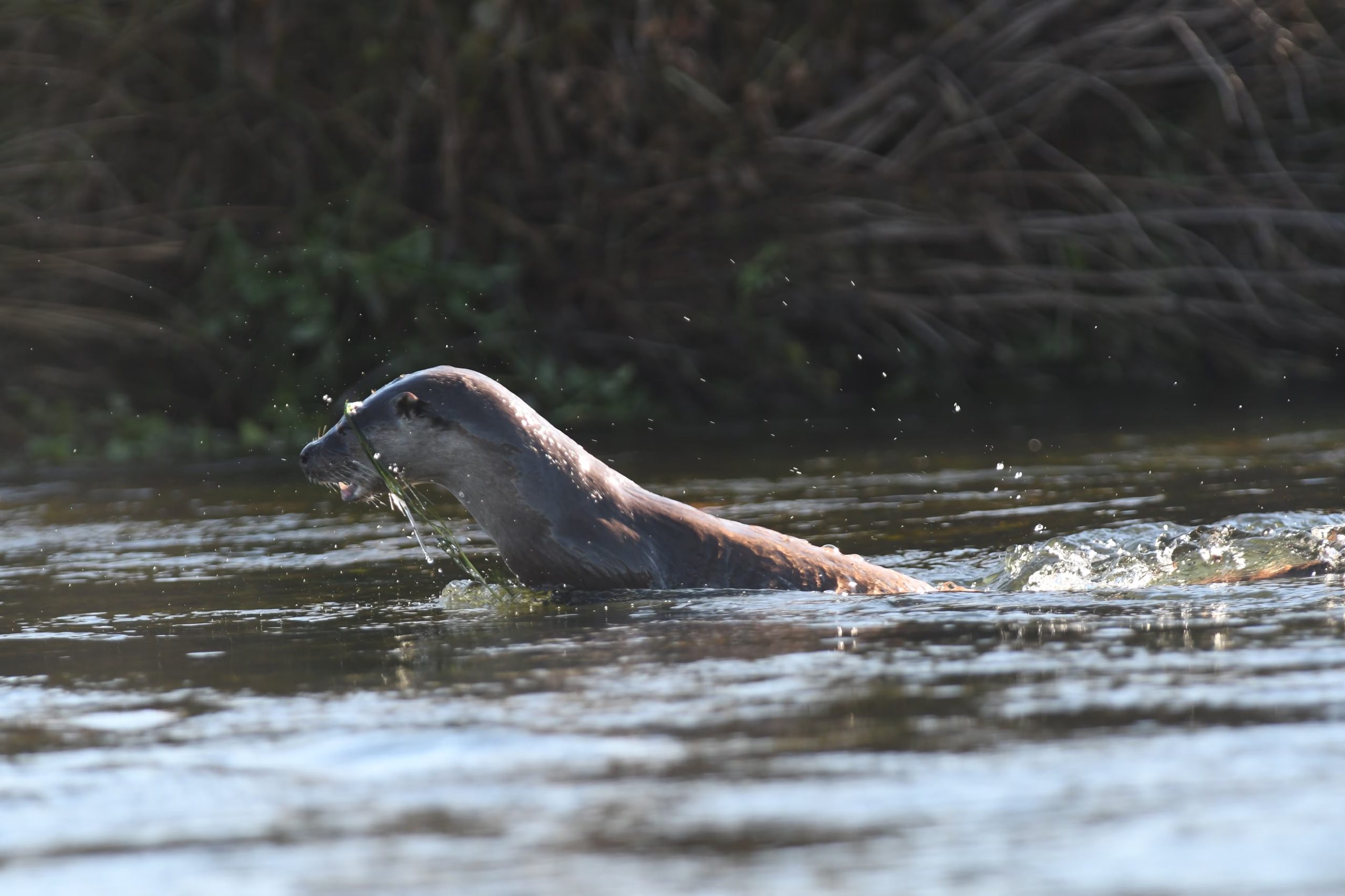 Una de las nutrias fotografiada por las cámaras de fototrampeo (Vincenzo Penteriani)