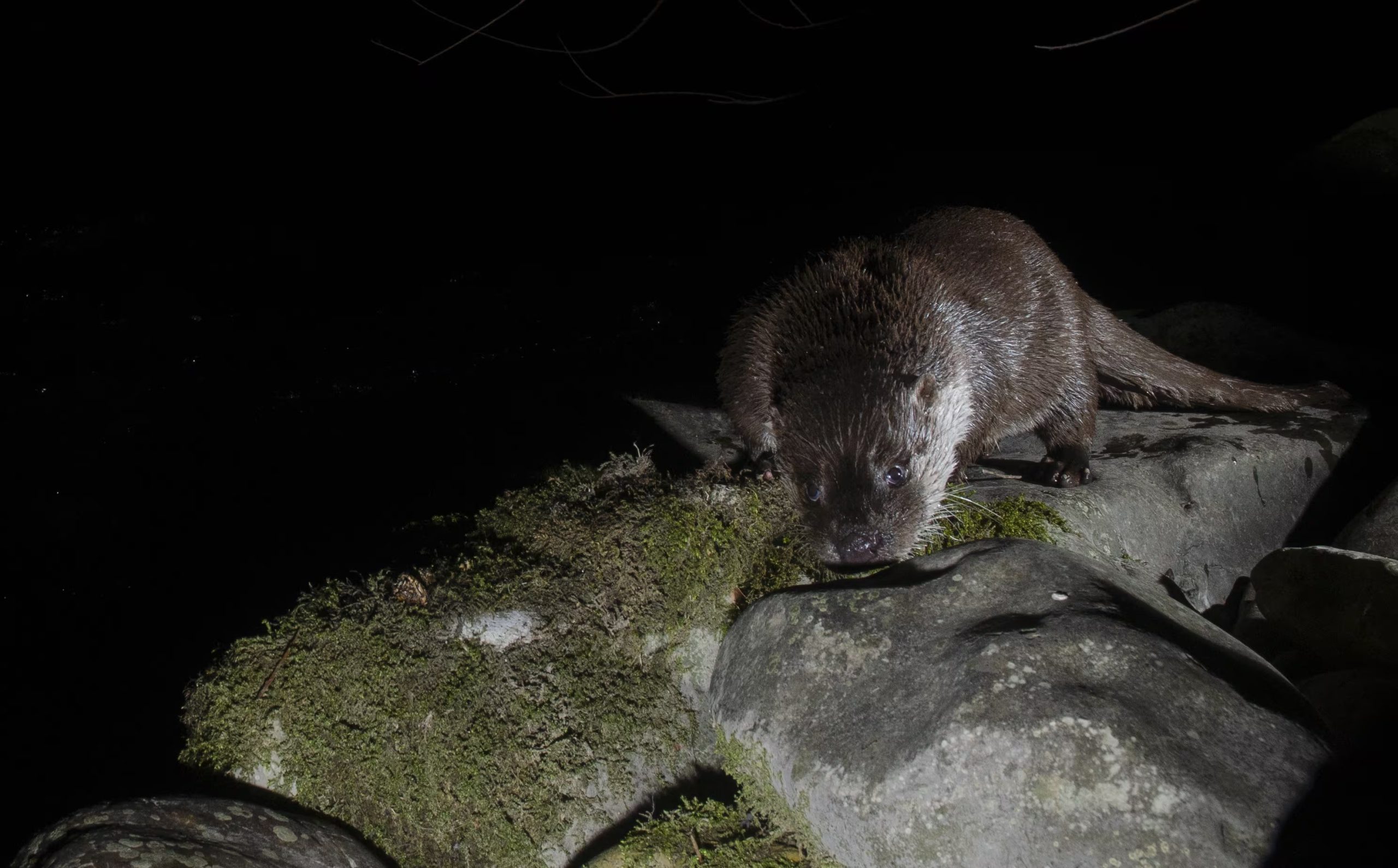 Una de las nutrias fotografiada por las cámaras de fototrampeo (Vincenzo Penteriani)
