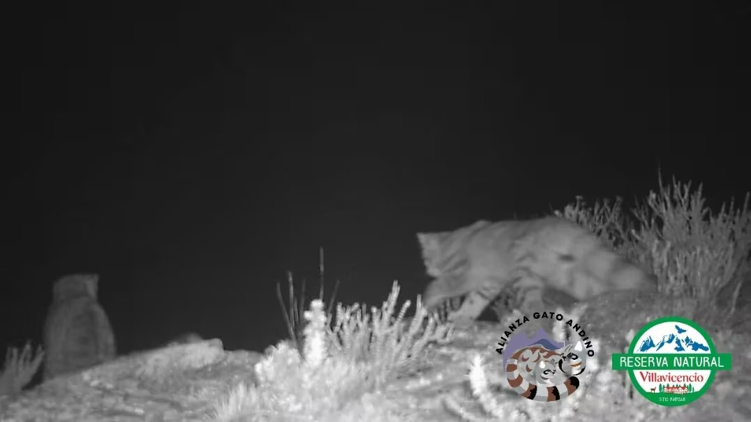 El ecosistema altoandino alberga una red de especies como el puma, cóndor, guanaco y choique, todos dependientes del equilibrio ambiental