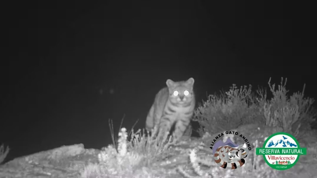 El gato andino cuenta con adaptaciones como pelaje gris y larga cola que le permiten camuflarse y desplazarse por terrenos rocosos a gran altitud