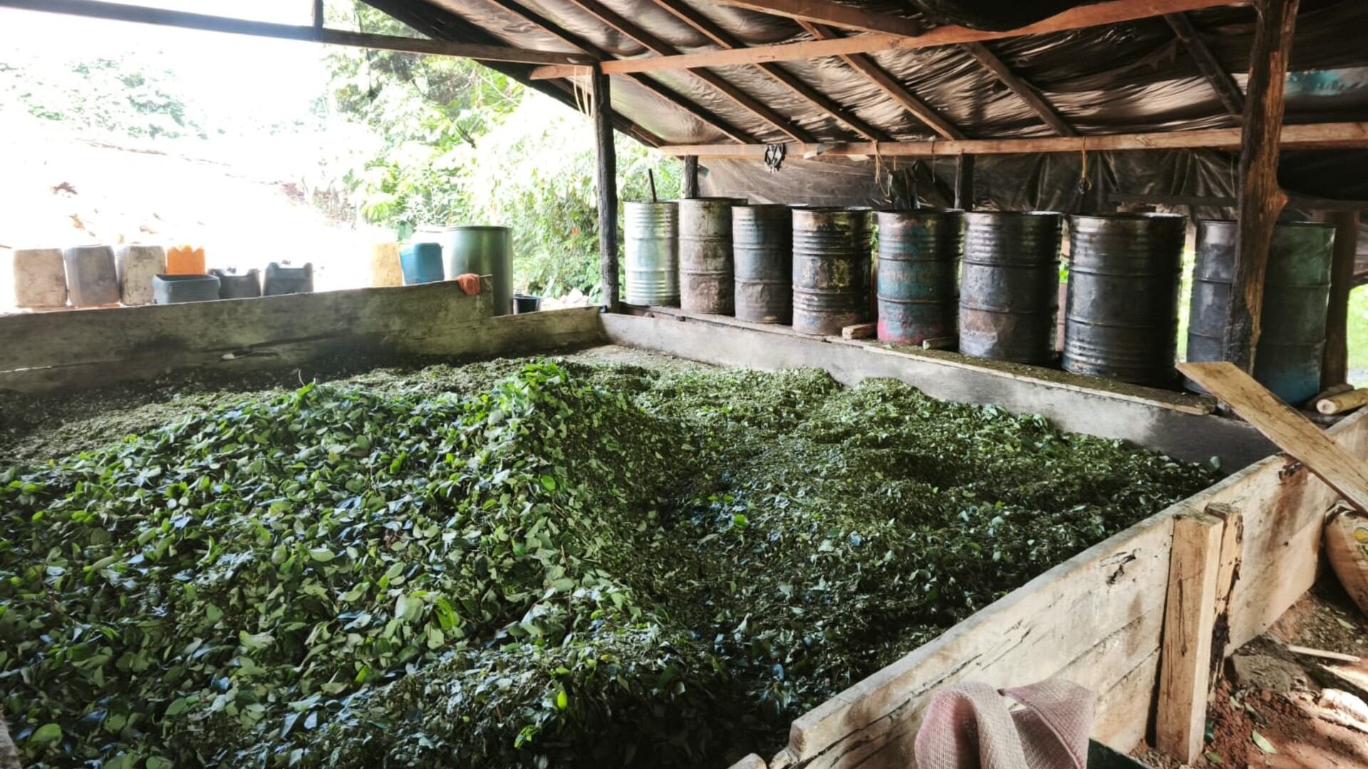 Bandas criminales aprovechan la geografía inhóspita del Darién para operar rutas de narcotráfico y tráfico de personas. crédito prensa ARC