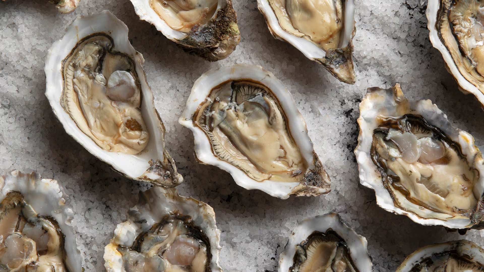 Contrario a la creencia popular, los granos de arena no provocan la creación de perlas en las ostras (Freepik)