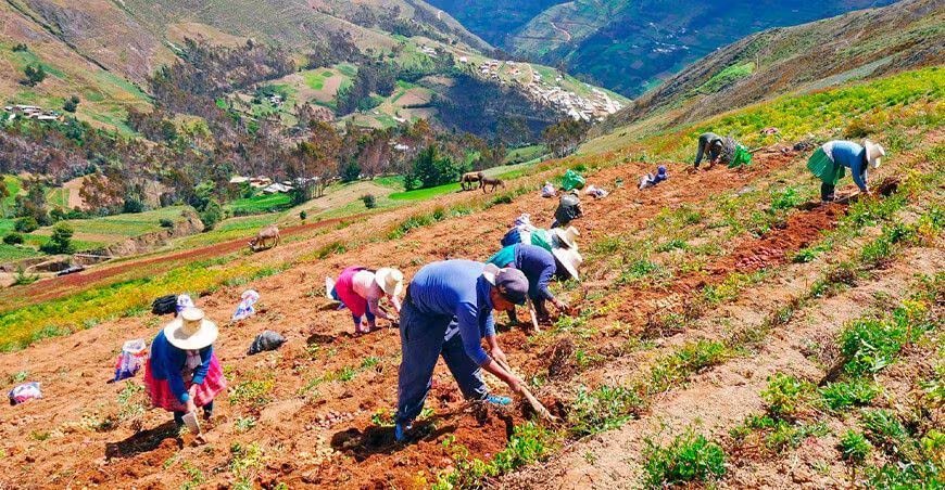 Agricultura en Perú en zonas rurales. Foto: AgroPerú
