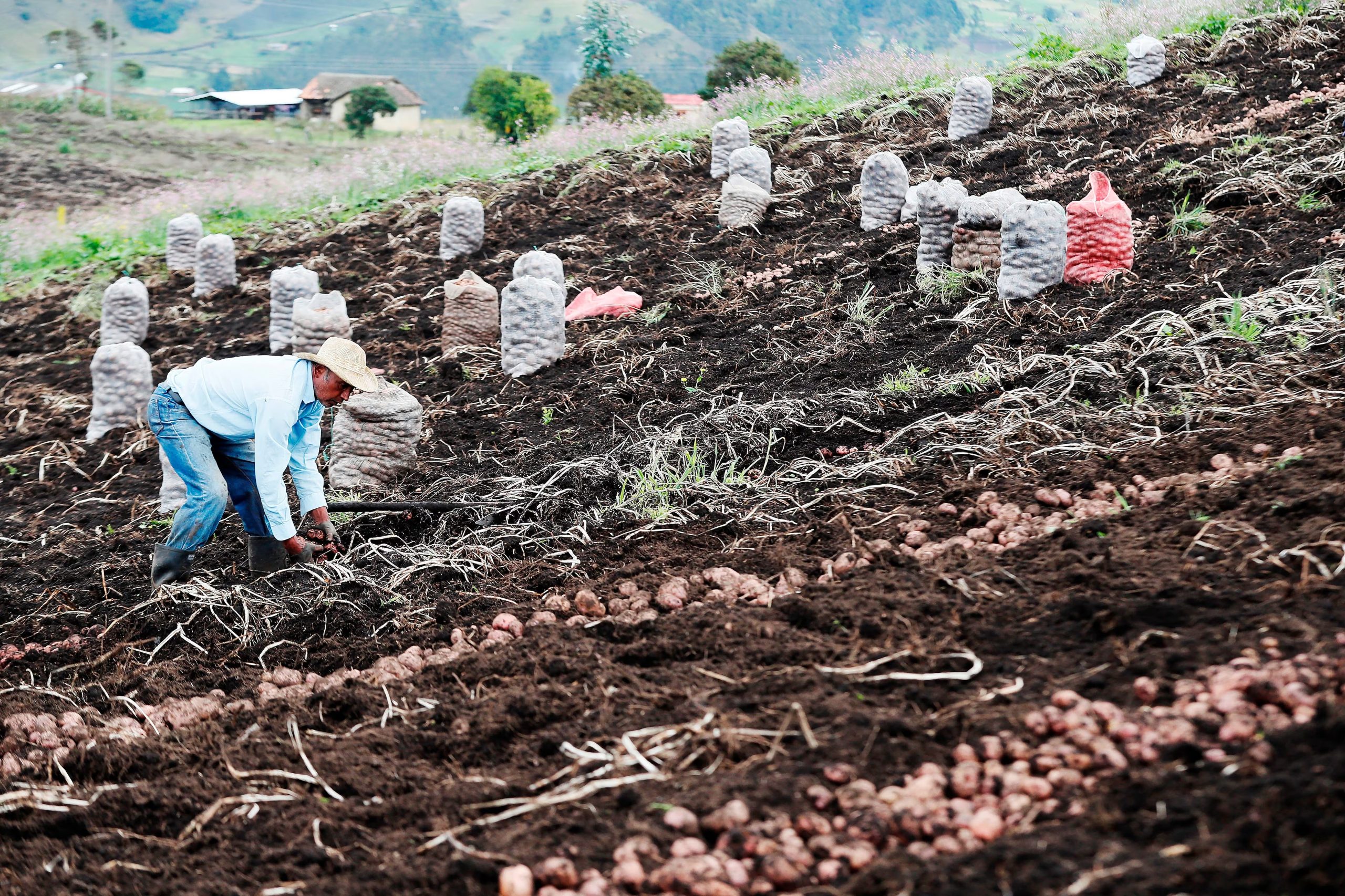Campesinos trabajan en un cultivo de papa sobre la vía que une a las ciudades de Bogotá y Tunja, en Ventaquemada (Colombia). Fotografía de archivo. EFE/Carlos Ortega

