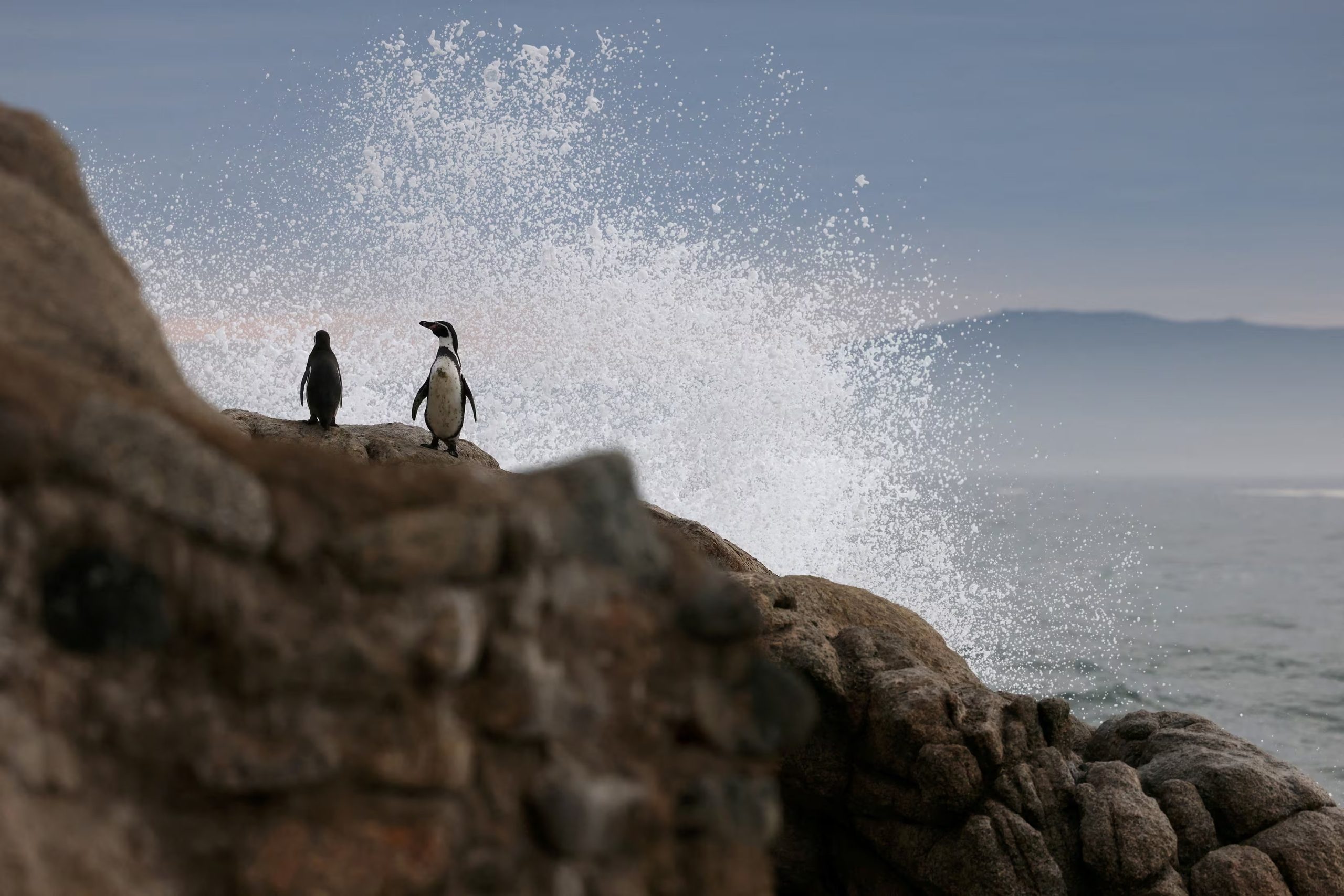 Pingüinos de Humboldt en peligro de extinción de pie sobre una roca durante una inspección de nidos en la zona de Algarrobo, en Valparaíso, Chile 6 de junio 2024. REUTERS/Ivan Alvarado TPX IMÁGENES DEL DÍA
