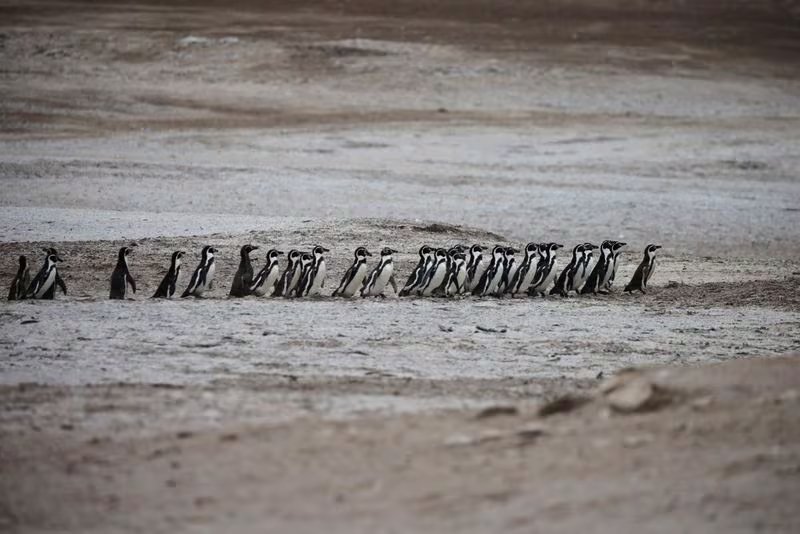 Pingüinos de Humboldt caminan juntos en la reserva de Punta San Juan, donde la disminución de la población de aves guaneras, lobos marinos y pingüinos ha alarmado a los científicos, en Marcona
 June 21, 2025. REUTERS/Sebastian Castaneda