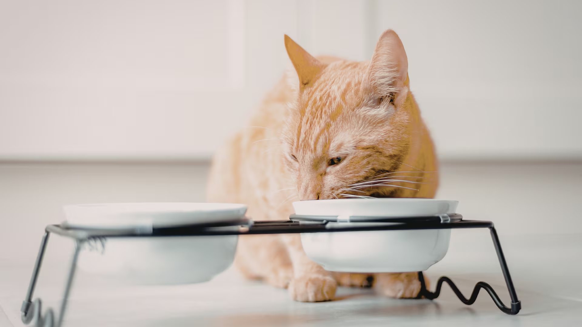 Un gato naranja comiendo del comedero de casa (Canva)