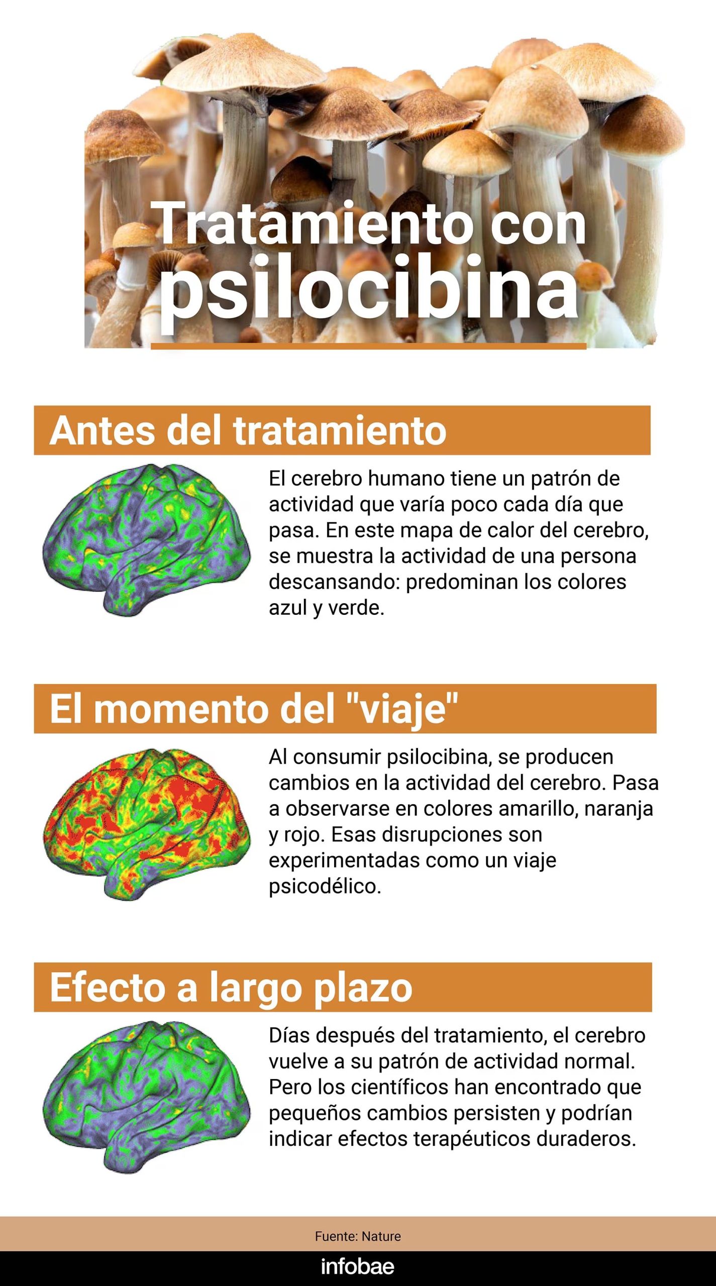 La psilocibina, presente en los llamados “hongos mágicos”, es objeto de investigación científica por sus posibles beneficios en la salud mental, aunque en México su consumo continúa siendo ilegal conforme a la legislación vigente