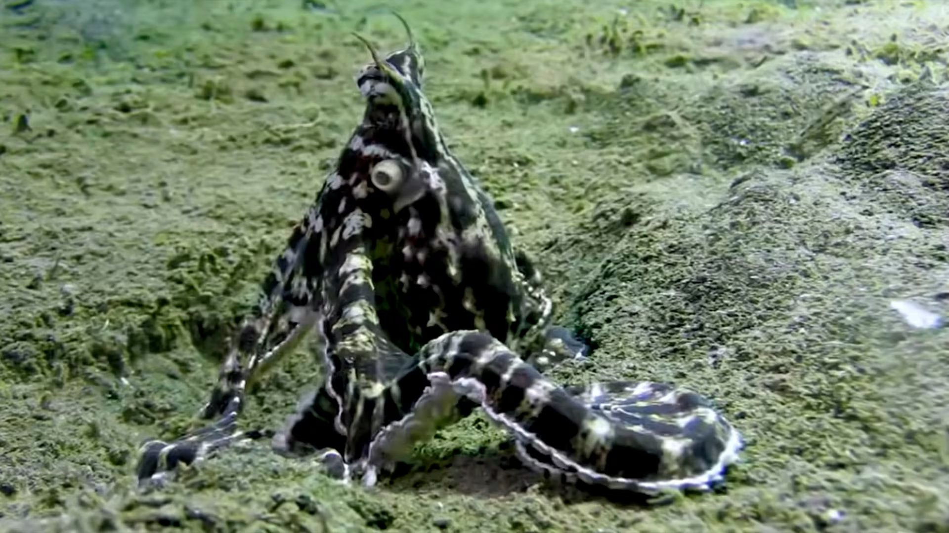 Este cefalópodo es capaz de imitar más de 12 especies marinas distintas, adaptando sus comportamientos ante cada amenaza (Captura de video)