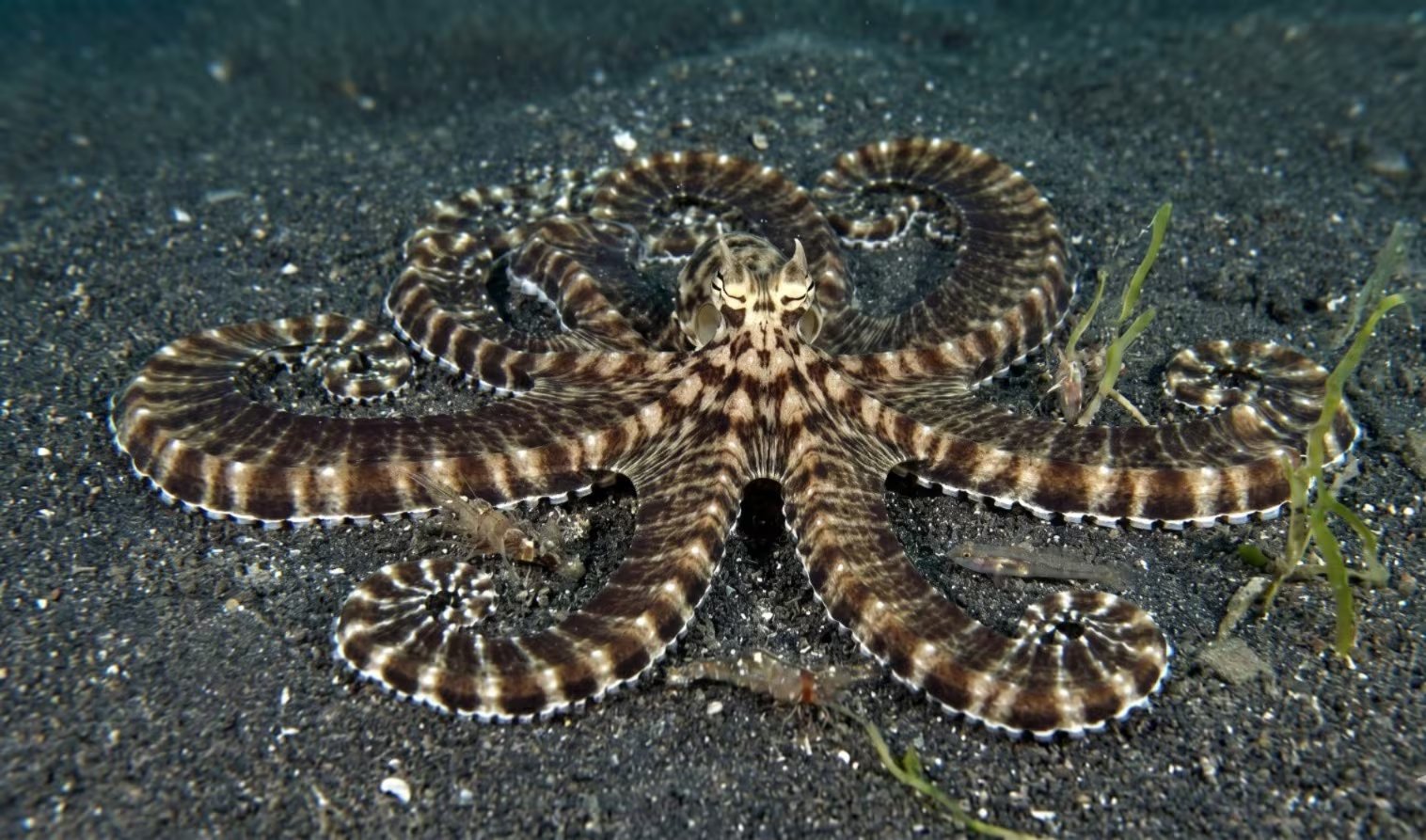 La estrategia de camuflaje del pulpo imitador se destaca en entornos abiertos, con alta visibilidad y pocos escondites naturales (Imagen Ilustrativa Infobae)