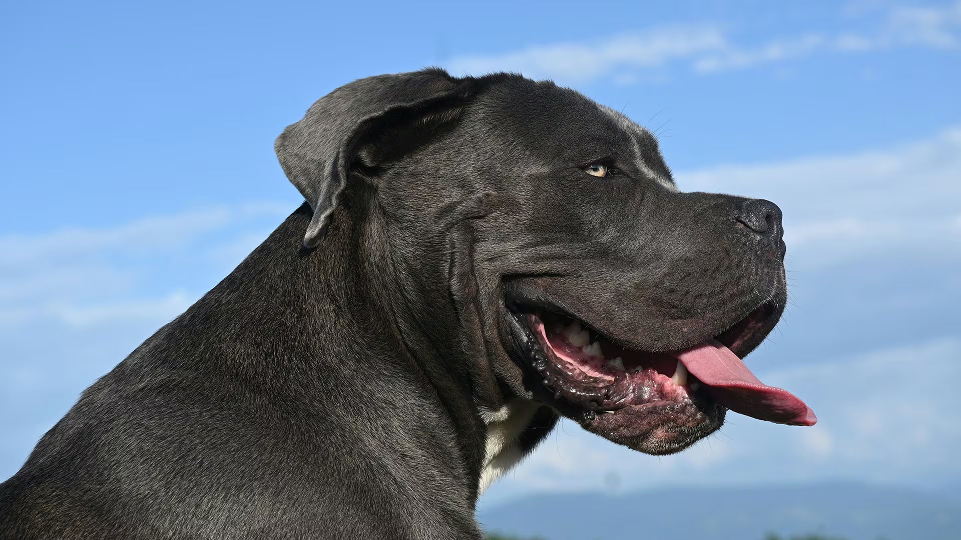 El Cane Corso, una raza de gran potencia y carácter territorial, requiere propietarios con formación específica y dedicación constante 