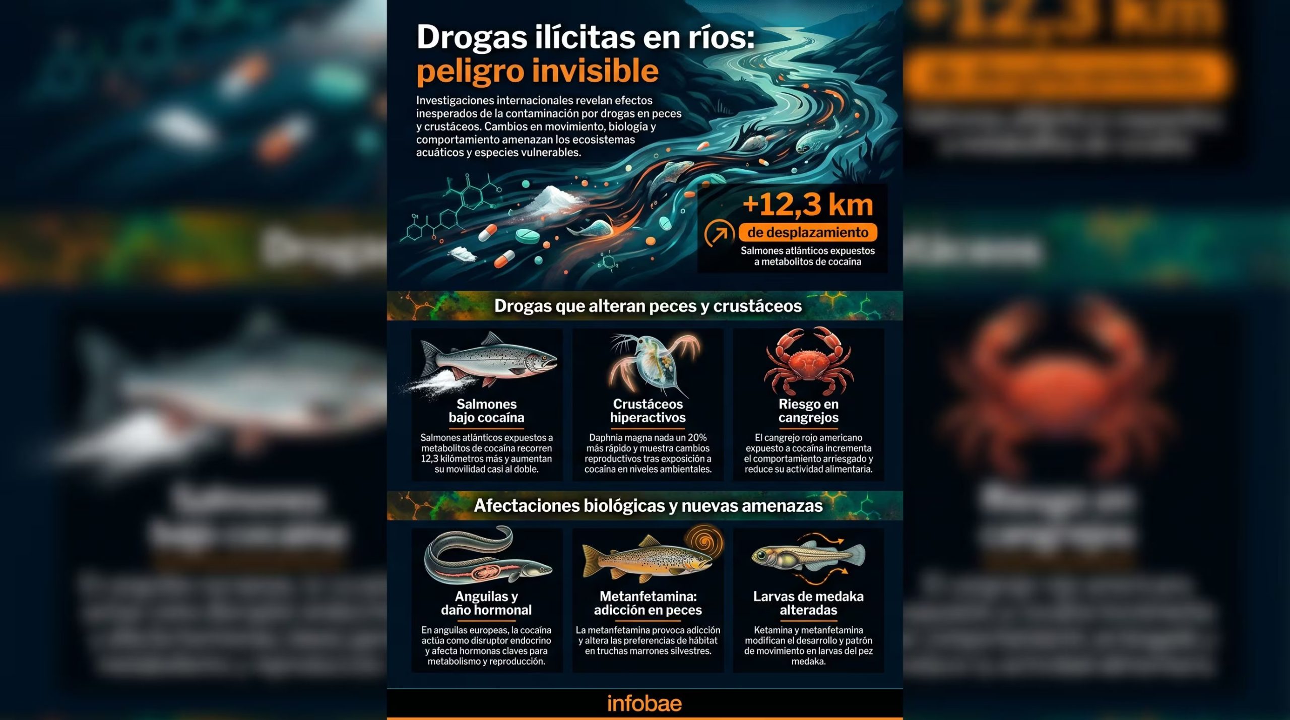 Investigaciones internacionales demuestran que drogas ilícitas como la cocaína y metanfetamina alteran drásticamente el comportamiento y la biología de especies acuáticas, amenazando ecosistemas fluviales. (Imagen Ilustrativa Infobae)