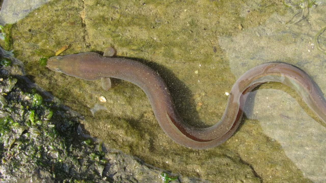 Ejemplar de anguila europea. (Jonatan Antunez/iNaturalist CC BY-NC 4.0)