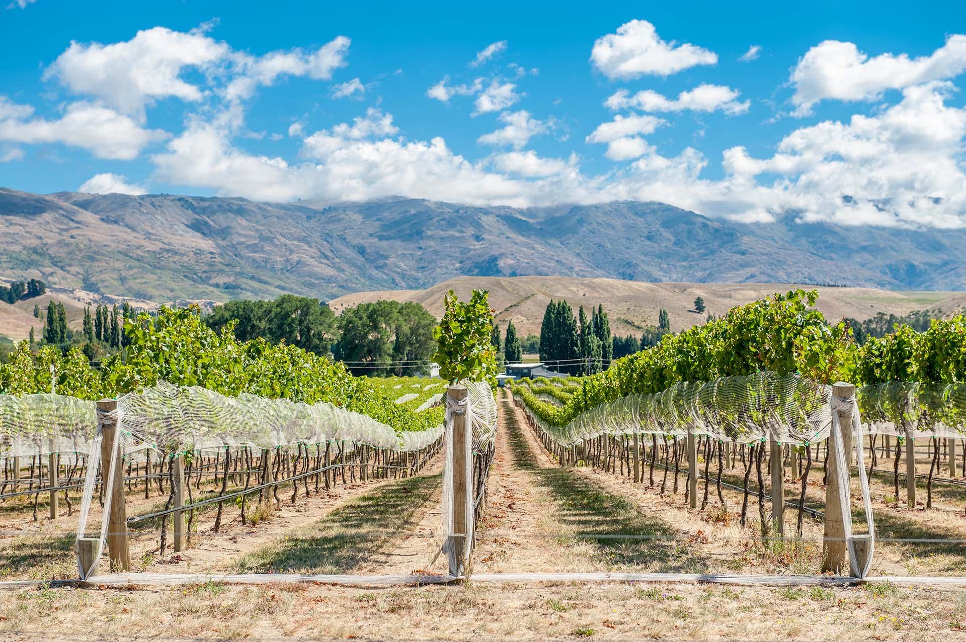 Sam Neill manifestó su rechazo al proyecto de mina de oro Bendigo-Ophir, que amenaza el entorno natural de Central Otago (Shutterstock)