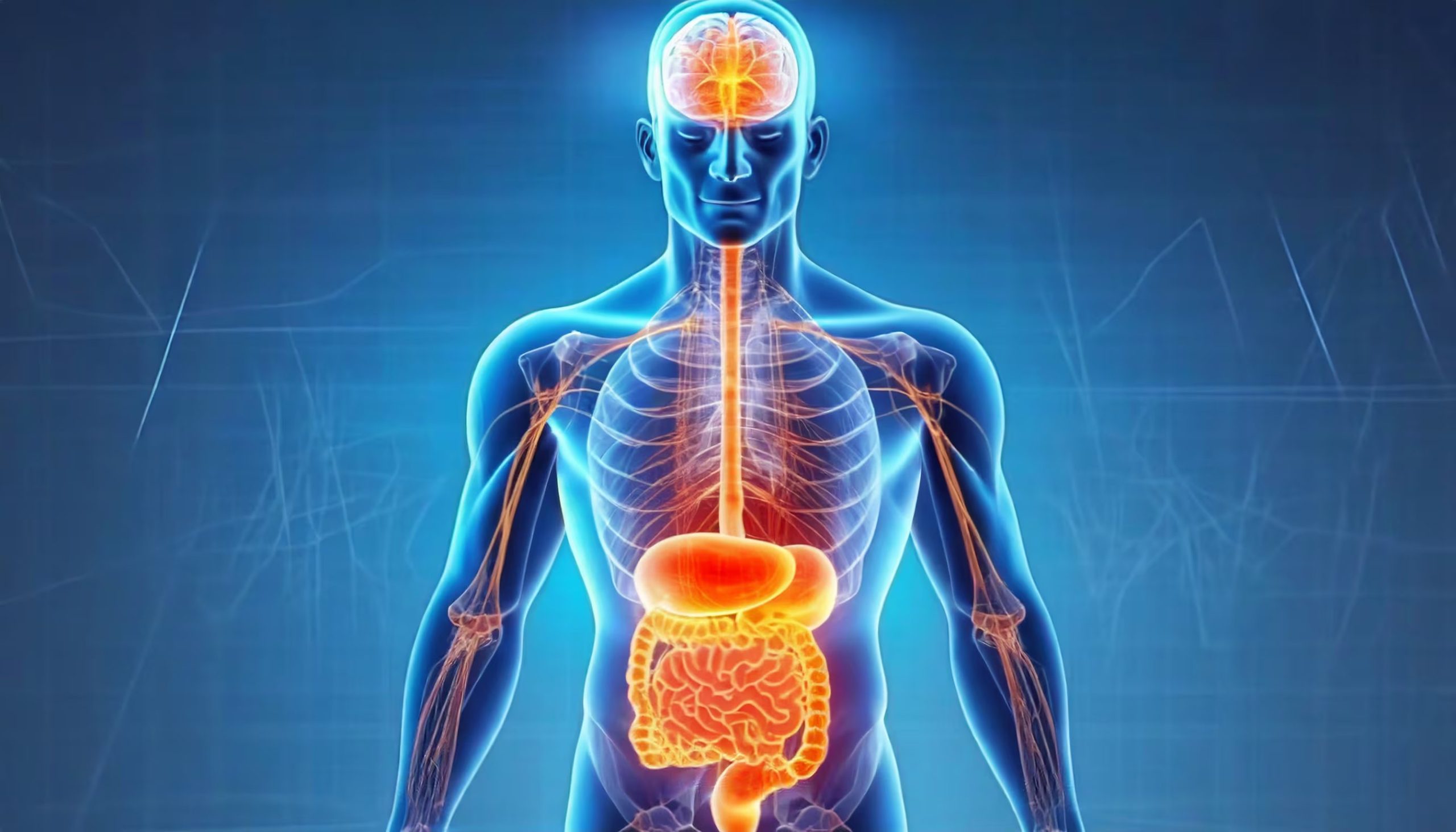 Los brotes de síndrome del intestino irritable se caracterizan por dolor abdominal, alteraciones en las deposiciones y disfunción del eje intestino-cerebro (Imagen Ilustrativa Infobae)