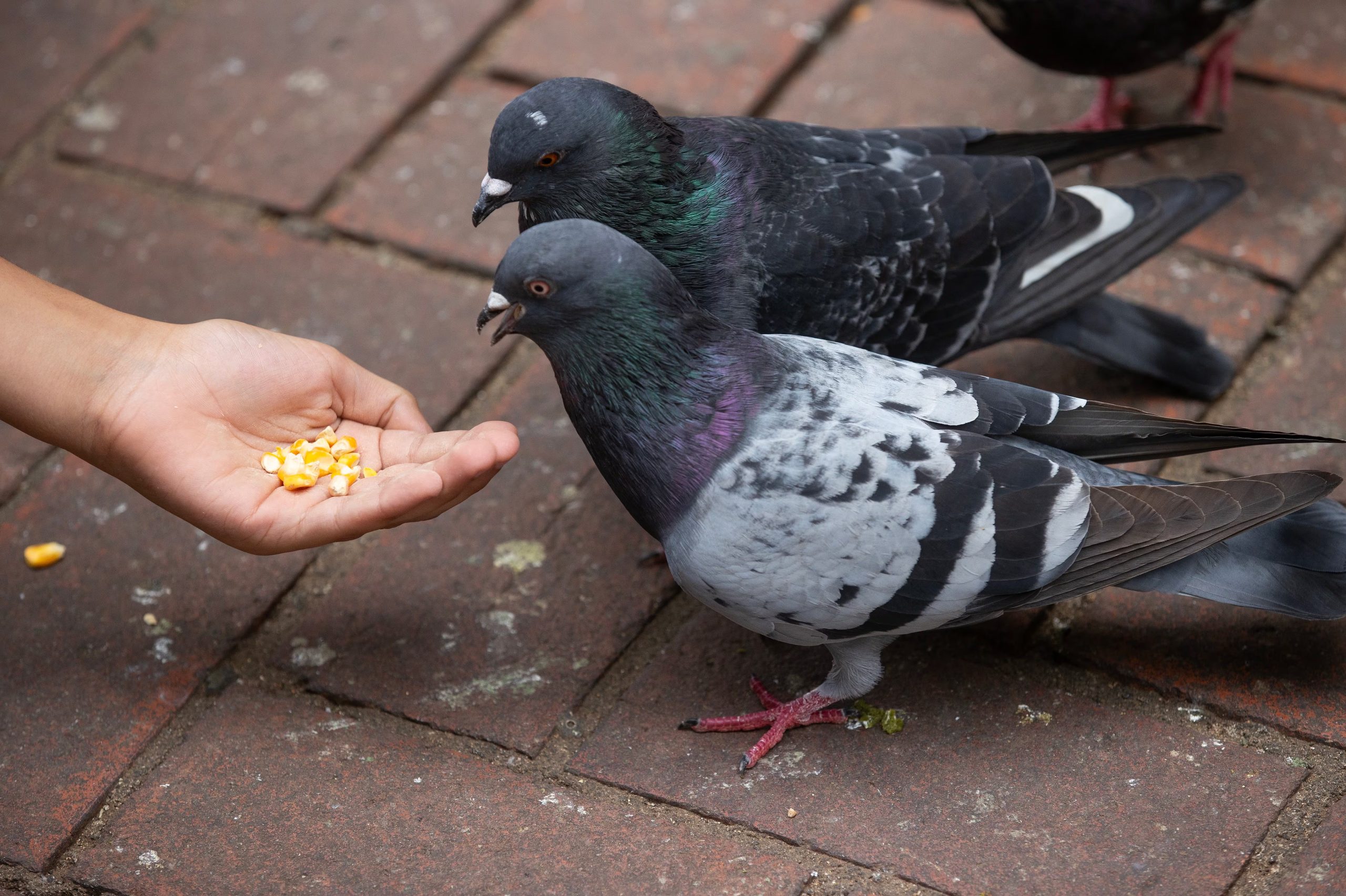 La investigación analizó a 37 especies de aves en cinco países europeos, observando la reacción ante hombres y mujeres 
(EFE/Orlando Barría)