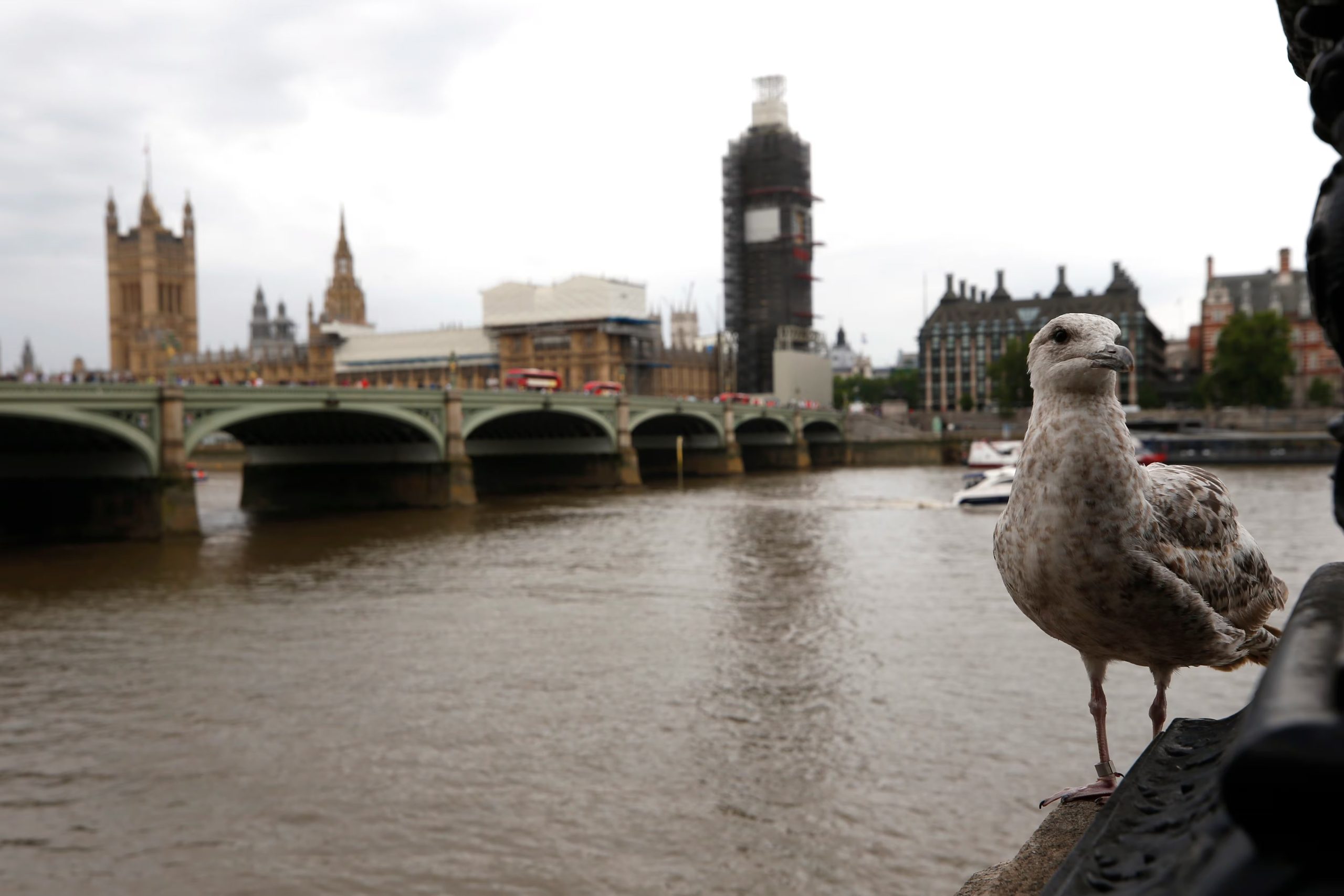 Ni la vestimenta ni la altura de la persona alteraron el comportamiento de las aves, solo el sexo del observador humano 
(EFE/Javier Lizón)